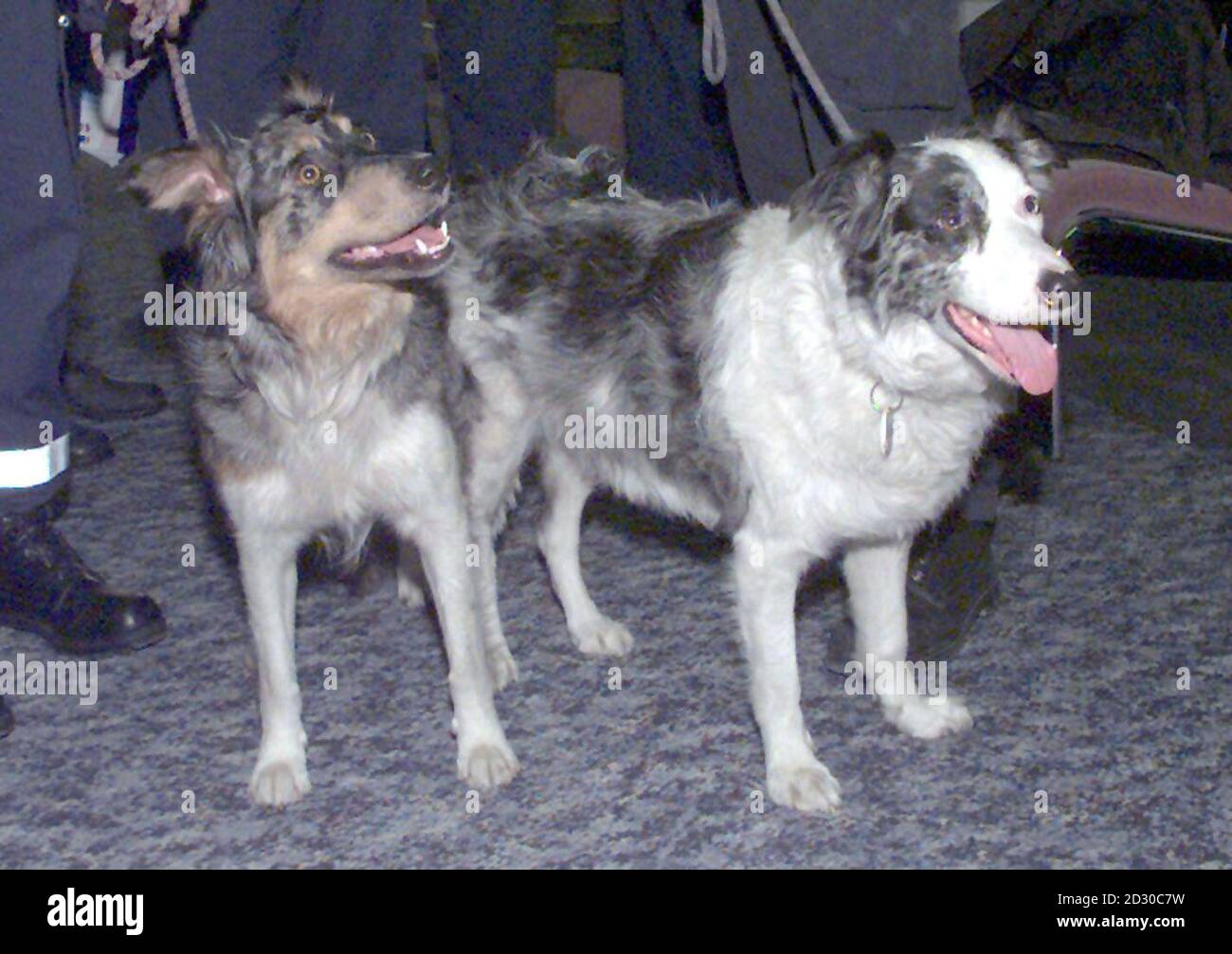 How Long Is A Dog In Quarantine In The Uk