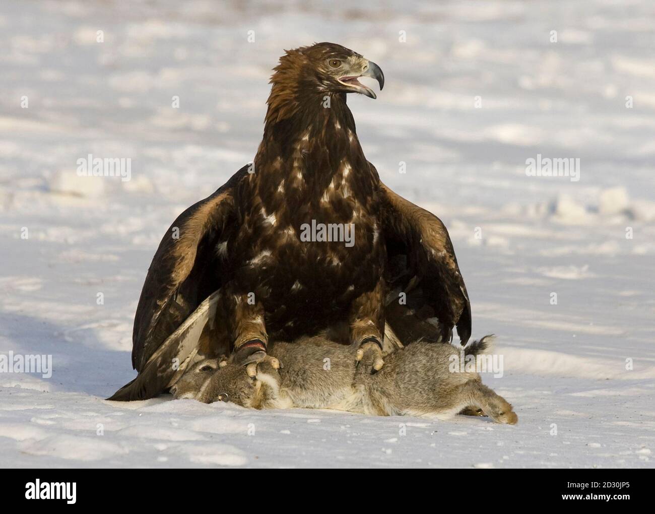 Tame eagles hires stock photography and images Alamy