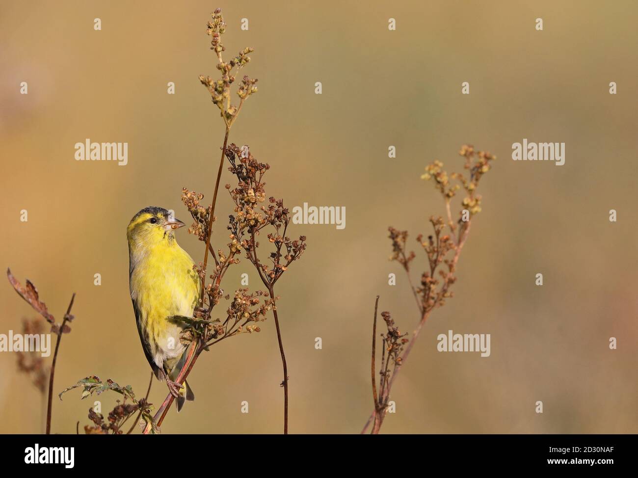 Siskin sitting on dryed plant in autumn eating on seedheads Stock Photo