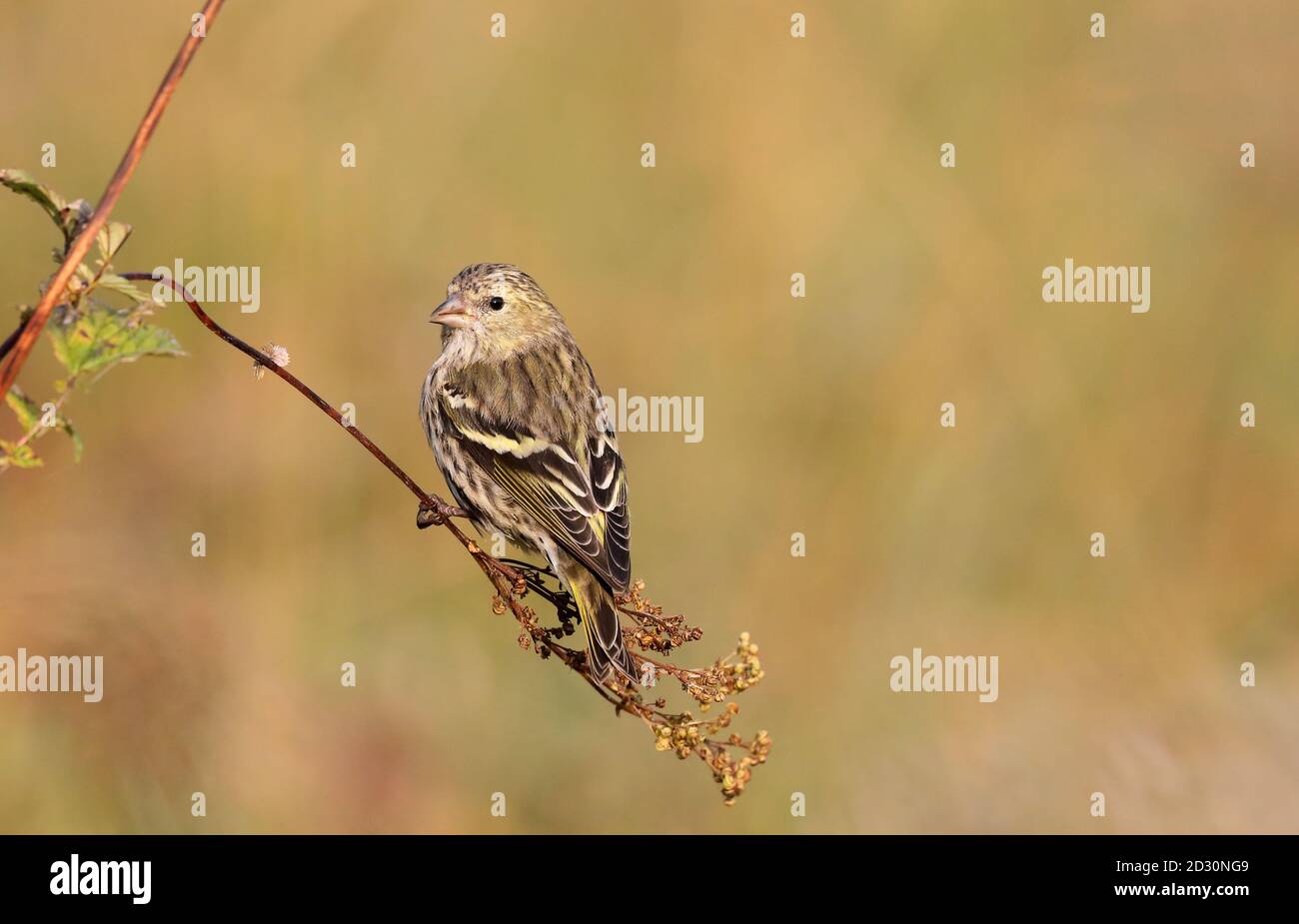 Siskin sitting on dryed plant in autumn eating on seedheads Stock Photo