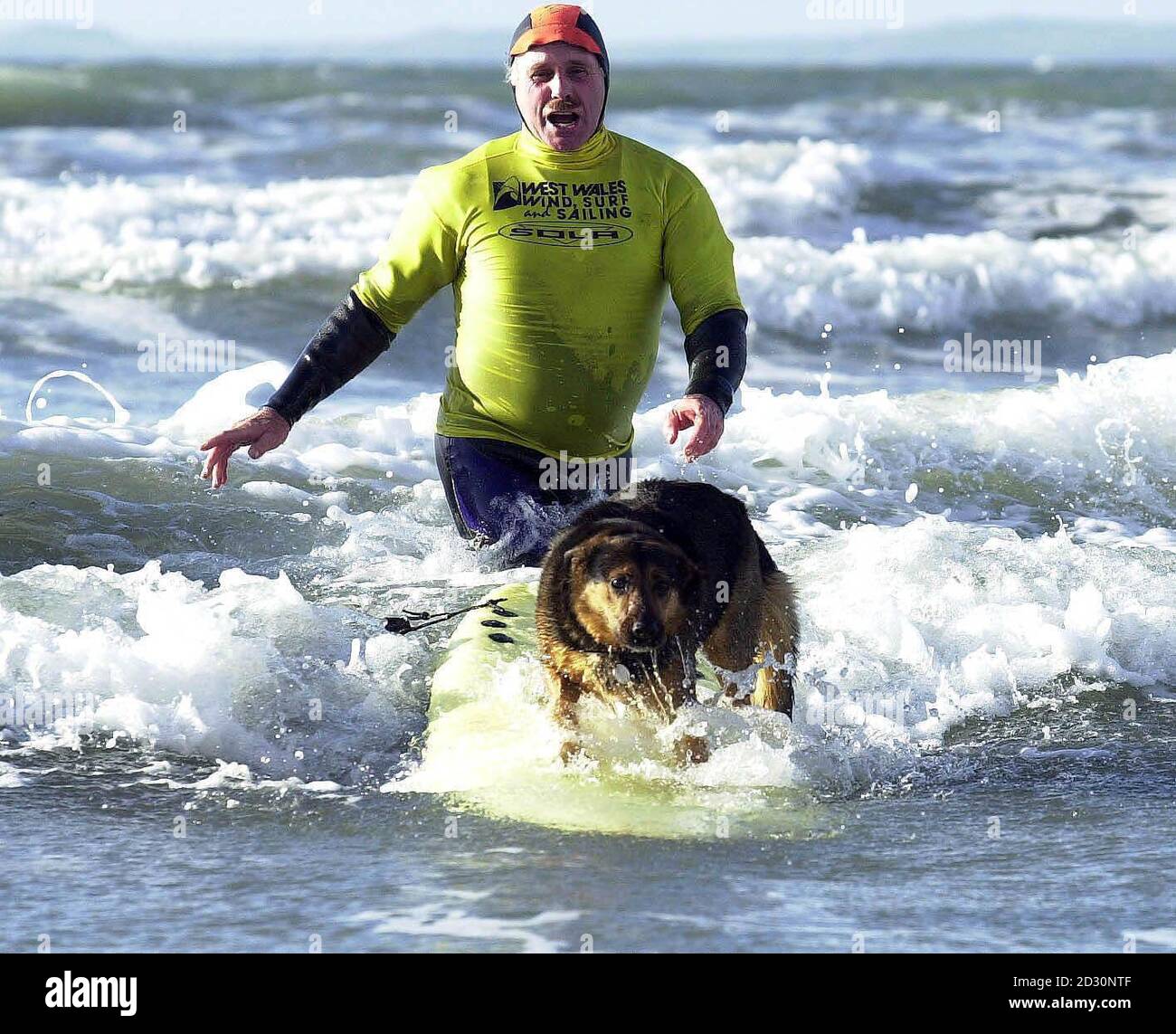 Surfing dog