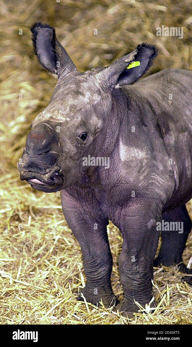 A six day old white Rhino finds her feet at Whipsnade Wild animal Park. The new arrival is one of 2 female white Rhinos, born at the zoo in the last month. * The calves have not yet been named, but visitors to the Whipsnade Summer Open Evening on Wednesday 28 June 2000 will be offered the chance to enter a competition to name the baby and adopt it for a year. PA photo: John Stillwell. Stock Photo