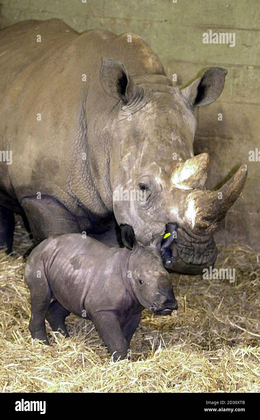 Zoo animals adopt hi-res stock photography and images - Alamy Zoo animals adopt hi-res stock photography and images - Alamy