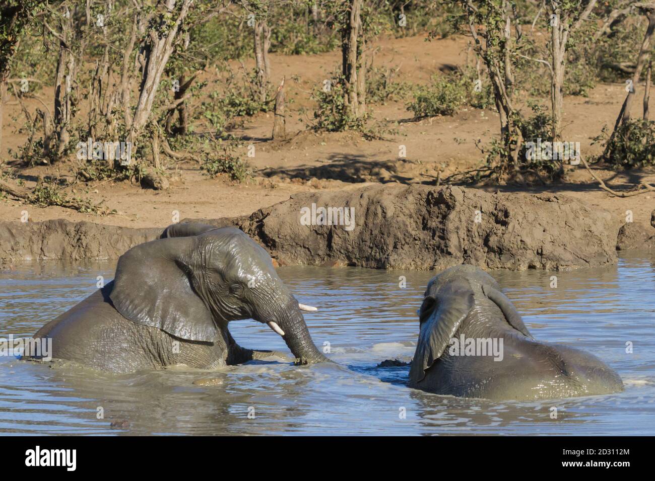 Closeup of elephants (Loxodanta africana) swimming and playing in a waterhole in Kruger National Park, South Africa Stock Photo