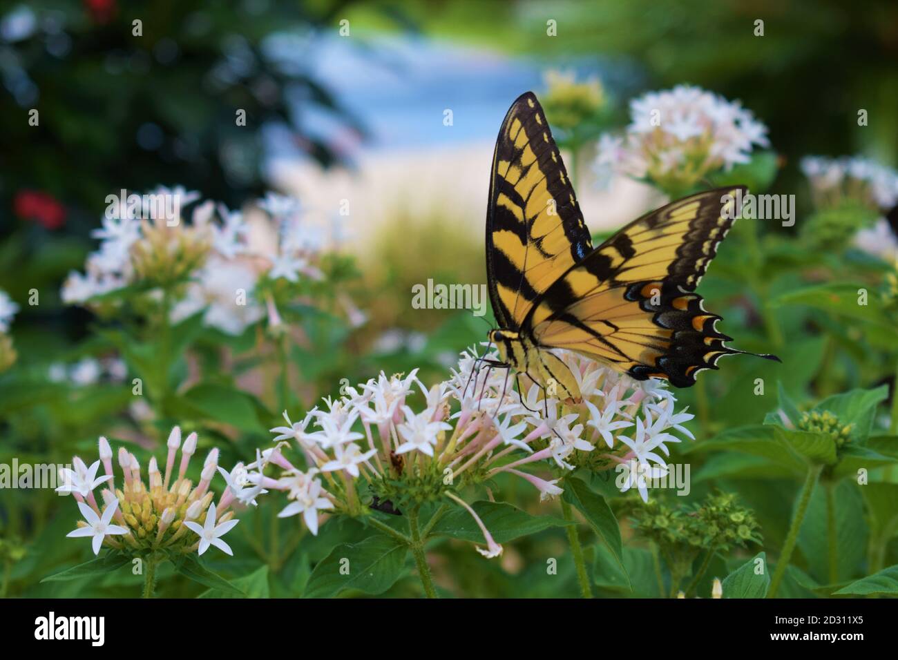 Butterfly on Flower Silver Springs Florida Stock Photo