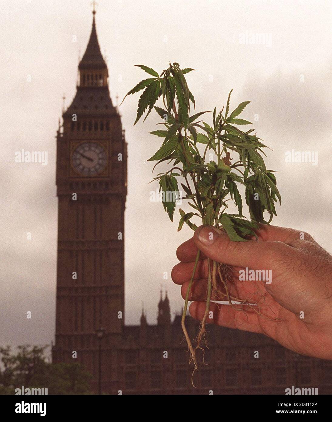 What is believed to be a marijuana plant found growing in Parliament Square, central London. Police were examining the plants which are believed to be the result of a May Day guerilla gardening campaign by the group Reclaim the Streets.   * During the protest a number of seeds were planted and it is thought cannabis could have been among them.  Stock Photo