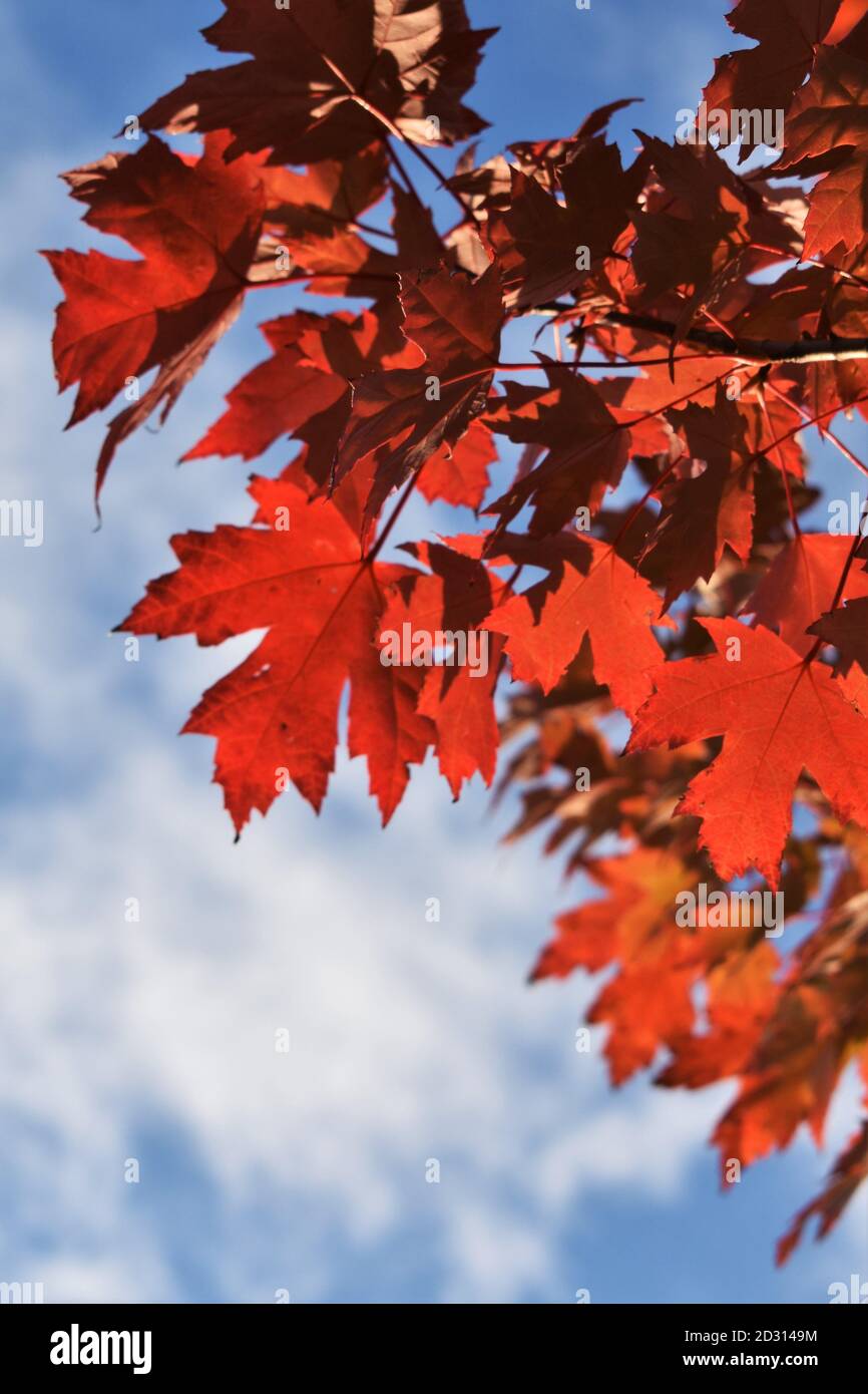 Red Maple Leaves and Blue Sky in Fall Stock Photo