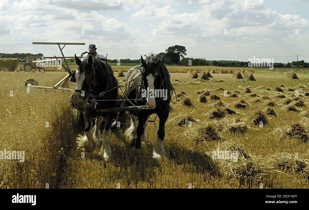 Farmer Geoffrey Morton uses traditional methods on his farm at Holme on Spalding Moor near York