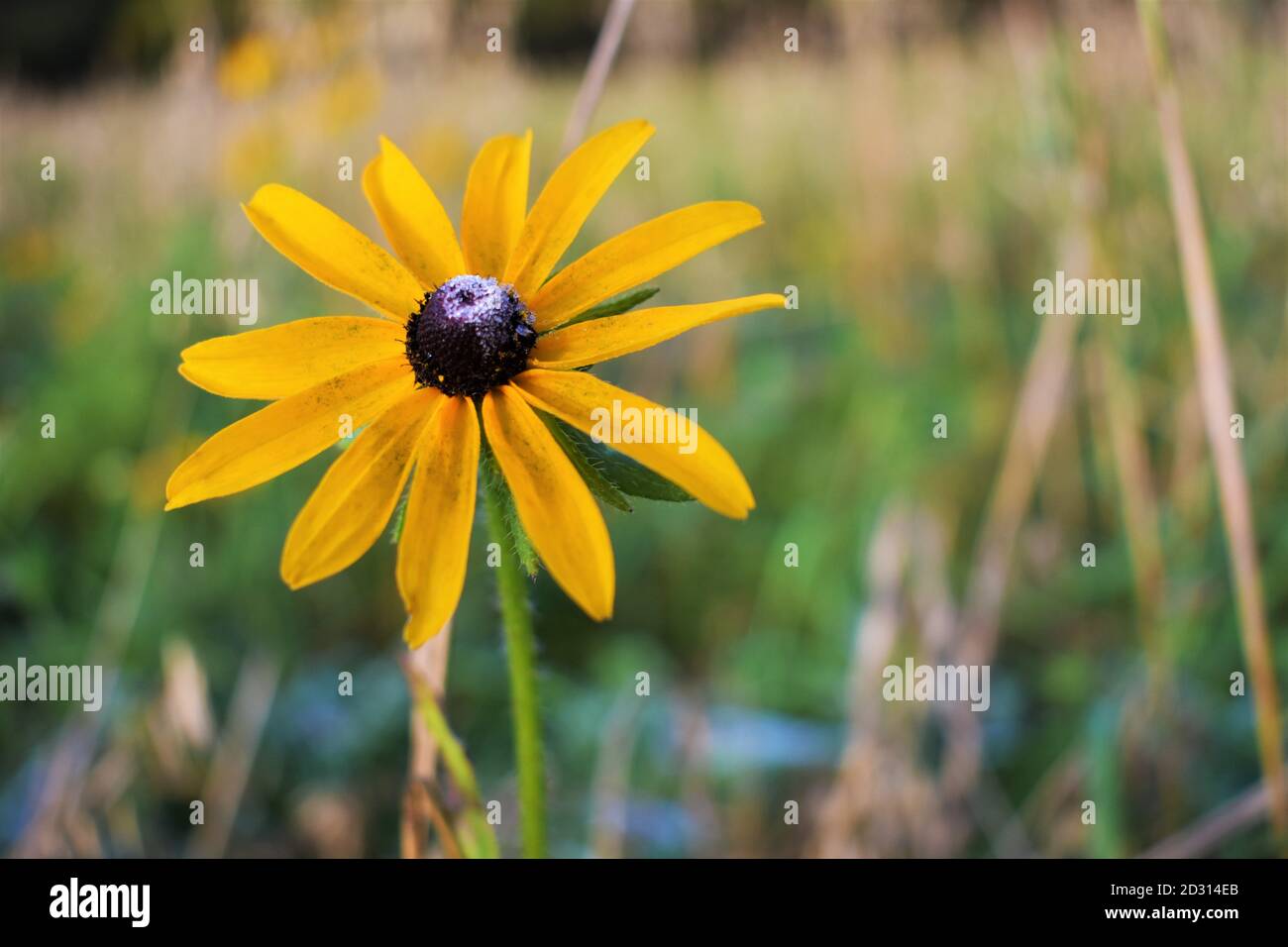 Yellow Flower in Fall with few dew Stock Photo