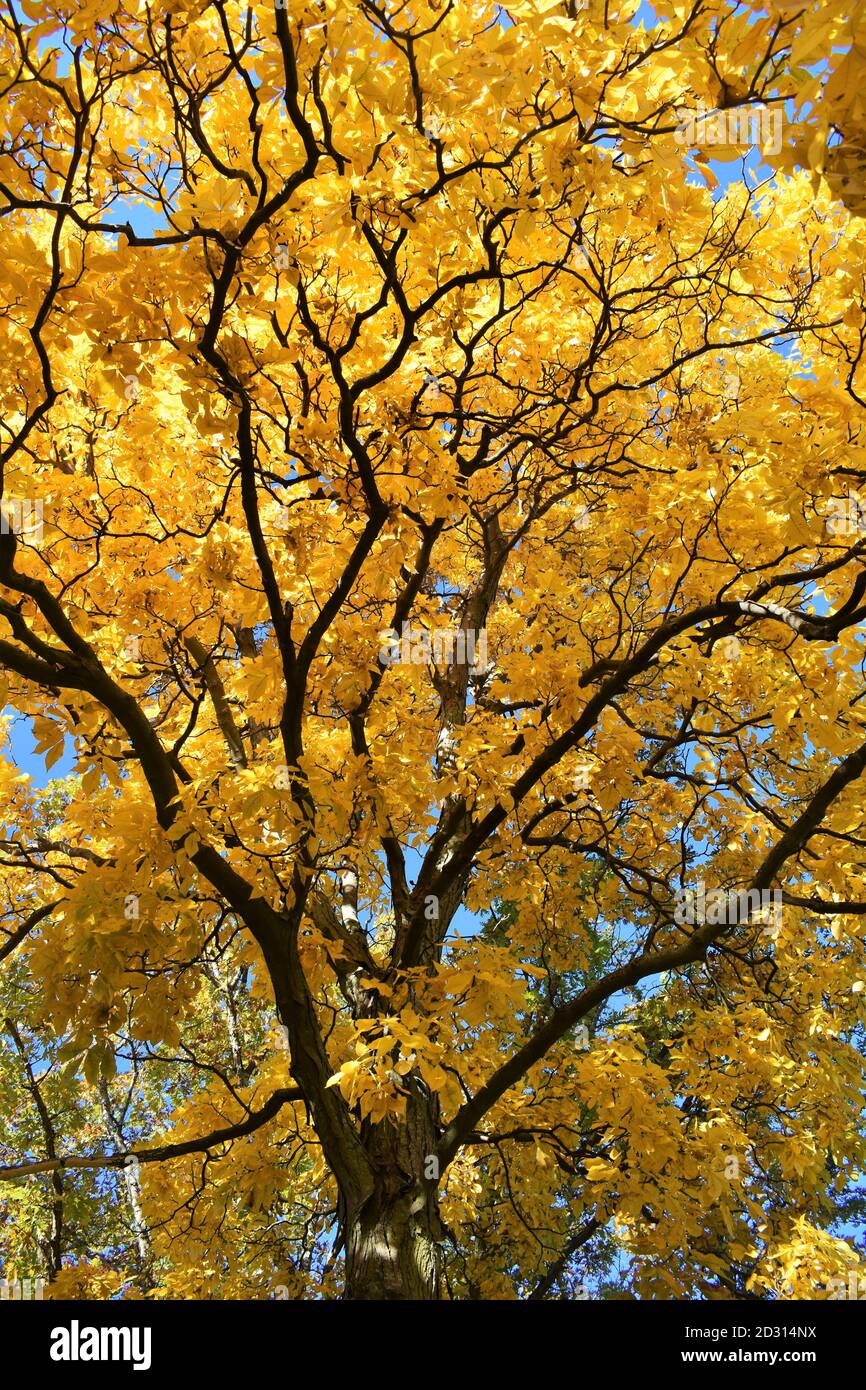 Tree in Fall with Yellow Leaves Stock Photo