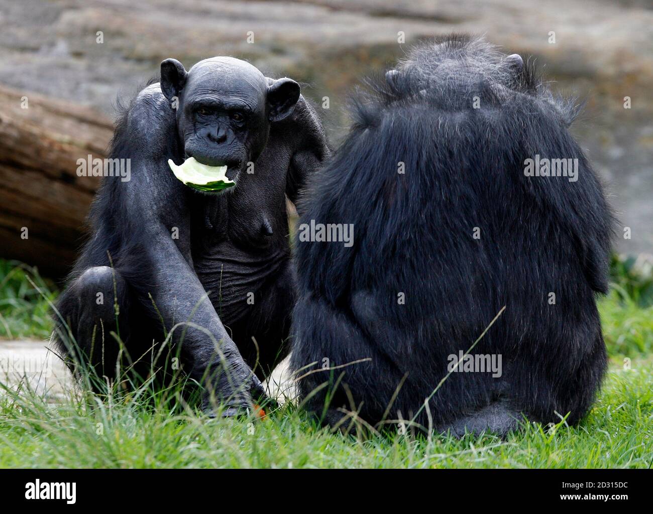 A 60 Year Old Chimpanzee Called Fifi L Eats A Piece Of Coconut Next To Another Chimpanzee Called Bessie As A Treat For Her Birthday At Sydney S Taronga Zoo In Sydney May 21 07 A 60 Year Old Chimpanzee Called Fifi L Eats A Piece Of Coconut Next To Another Chimpanzee Called Bessie As A Treat For Her Birthday At Sydney S Taronga Zoo In Sydney May 21 07