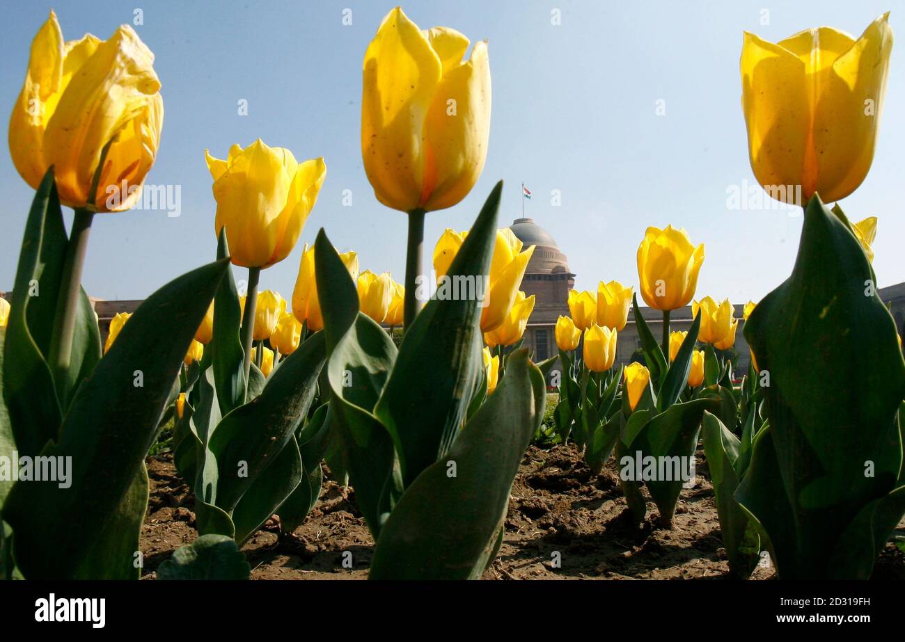 Tulips are seen inside India's Mughal Garden at the presidential palace compound during a media preview in New Delhi February 14, 2008. The gardens, created by British designer Sir Edward Lutyens and inspired by the gardens of Kashmir, were unveiled to the media on Thursday ahead of its public opening.     REUTERS/Vijay Mathur (INDIA) Stock Photo