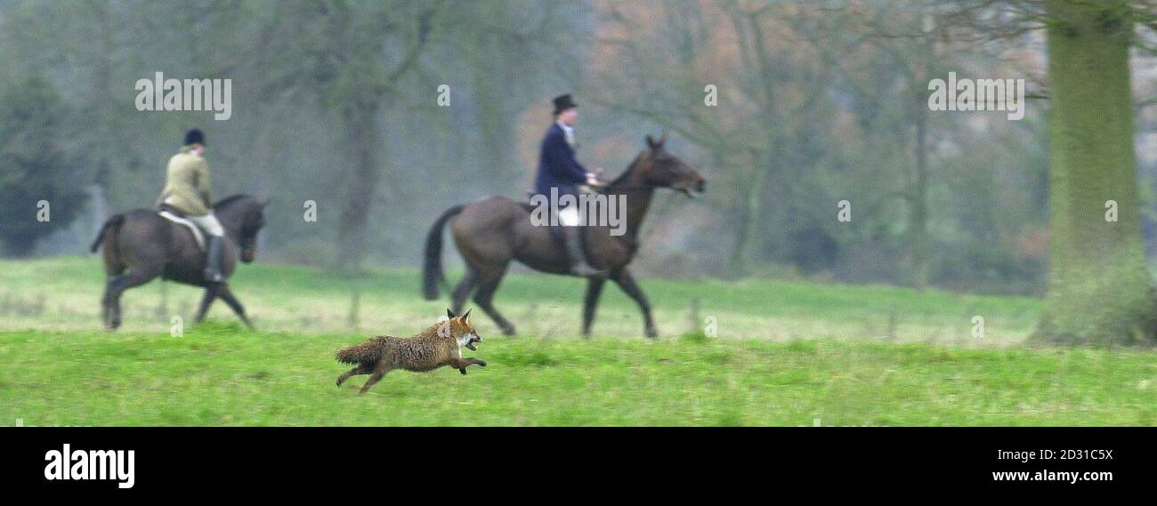 Fox on the run as members of the Duke of Beaufort's Hounds arrive for a meet. Stock Photo