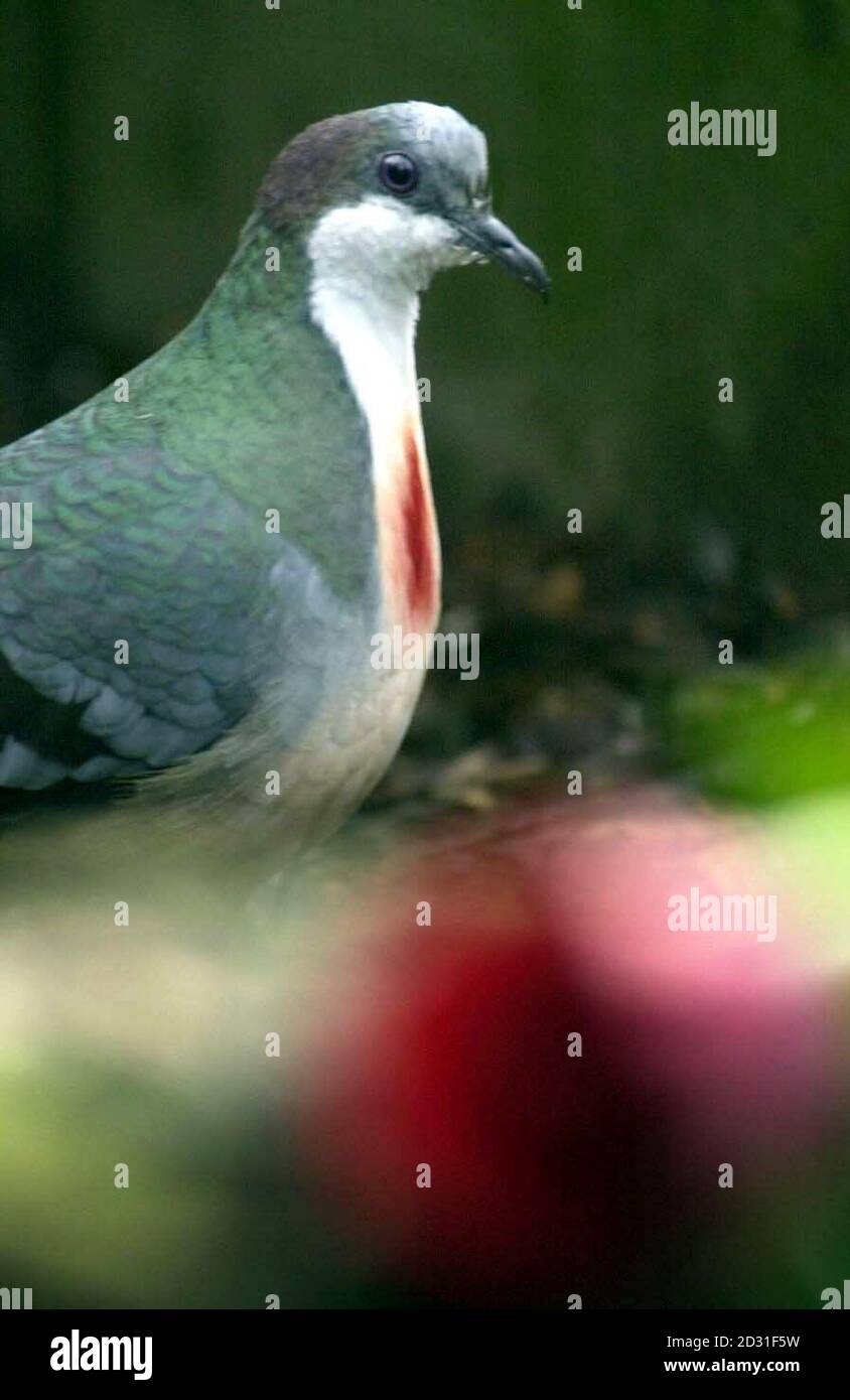 Lucy, a female Bleeding-heart dove from the Phillppines, at Edinburgh Zoo, who is seeking a mate for her new breeding program at the zoo. One of only 35 Luzon bleeding heart doves held in captivity in the UK, she has been on her own since her mate died.  * ...in November 2000. Stock Photo
