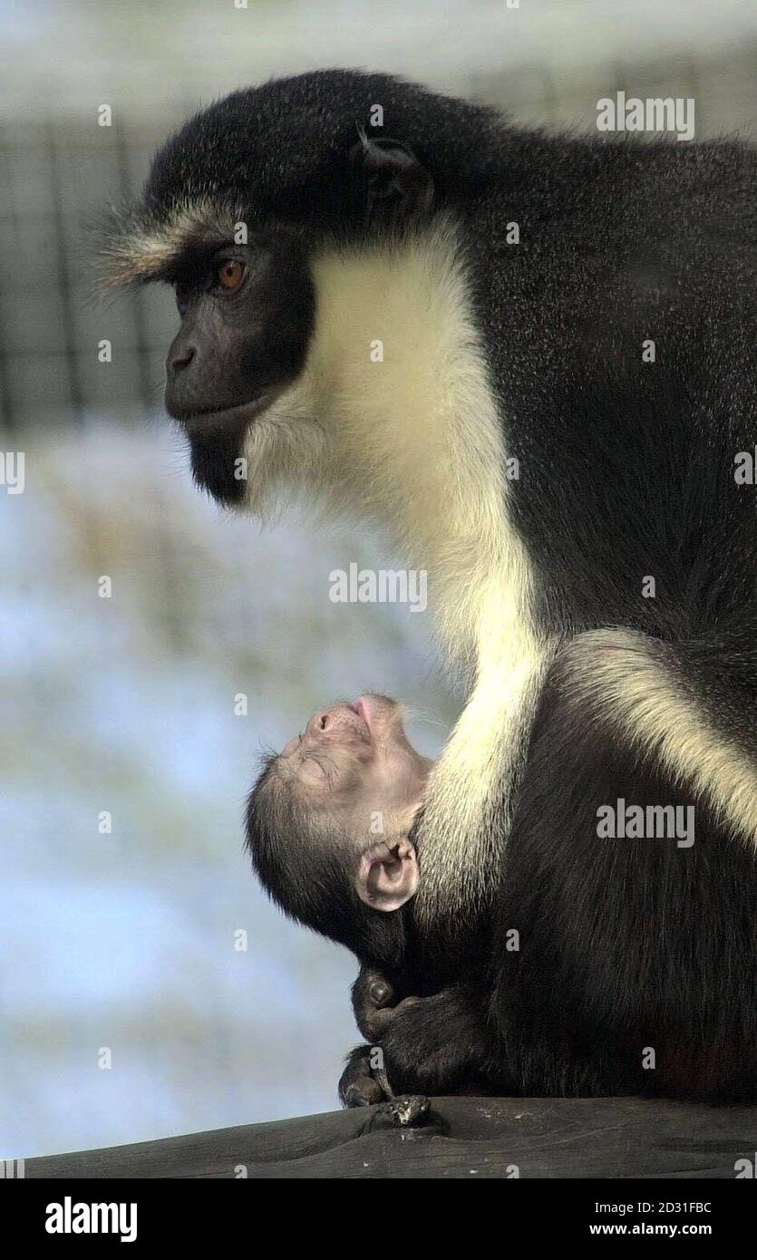 A Diana Monkey cradles her 4-day-old baby at Chessington World of Adventure. Keepers discovered the baby on Valentine's Day 2001, but have not been able to get close enough to the inexperienced mother, who keeps holding her baby upside-down.  * ...to help her. The baby will not be named for another week, as it takes that long for the child's male or female organs to develop. Stock Photo