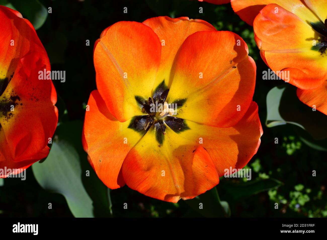 meadow of orange tulips Stock Photo