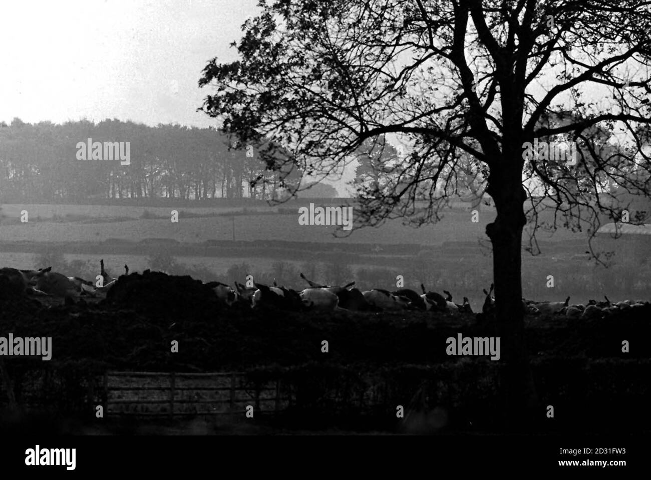 FOOT AND MOUTH 1967 Trenches being dug for the foot and mouth victims at LlwynMaen Farm, near
