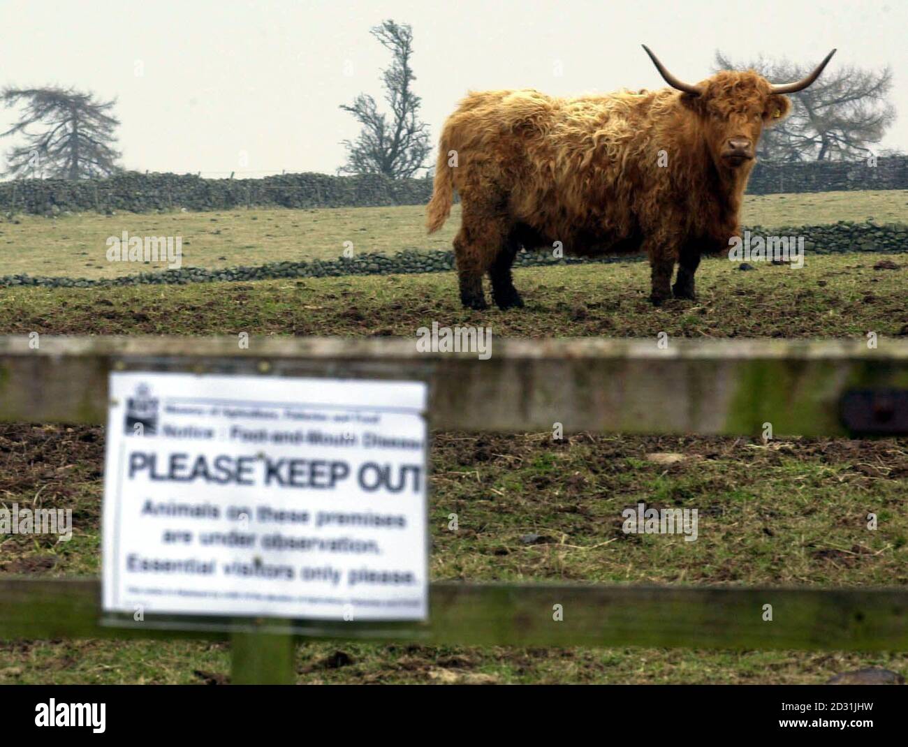 Highland Cattle on the fell tops of the Northern Lake District. Rare breeds such as this, which is situated close to the area of Cumbria devastated by the Foot and Mouth outbreak, have been placed under observation as the disease continues to spread. Stock Photo