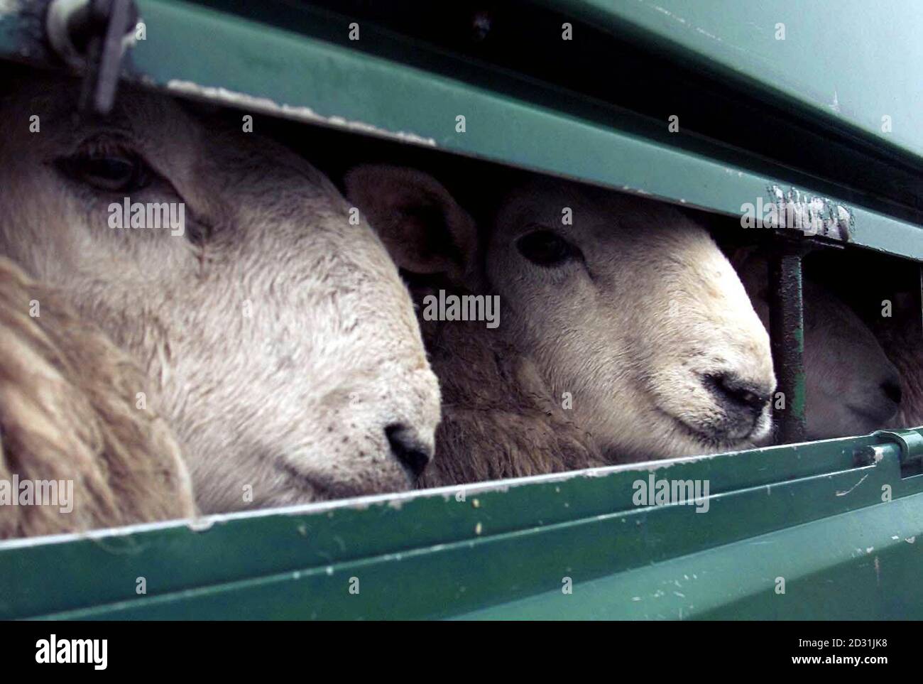 Live sheep arrive for slaughter at the Great Orton airfield, near Carlisle in Cumbria. Seven butchers from the Army Catering Corps will join a further 13 civilian slaughter men at the site, to slaughter the 2,000 live sheep  * ... arriving beside a mass grave dug at the airfield to dispose of carcasses as part of the mass cull of livestock to control the foot-and-mouth outbreak. Stock Photo