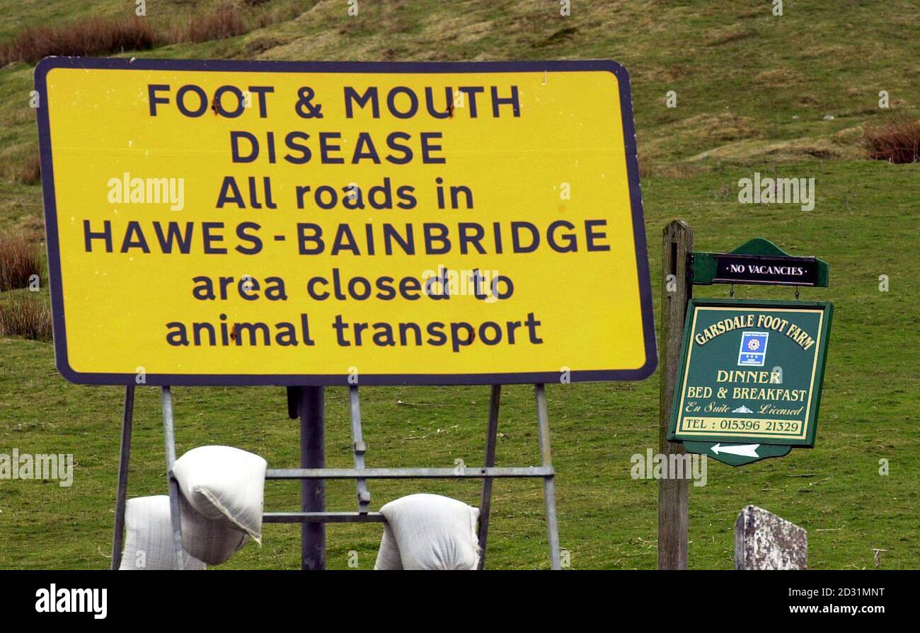As the foot-and-mouth epeidemic continues to spread into the Yorkshire Dales,  Farm Bed and Breakfasts face a double blow with the epidemic affecting their livestock and footpath closures discouraging guests from staying on their farms. Stock Photo
