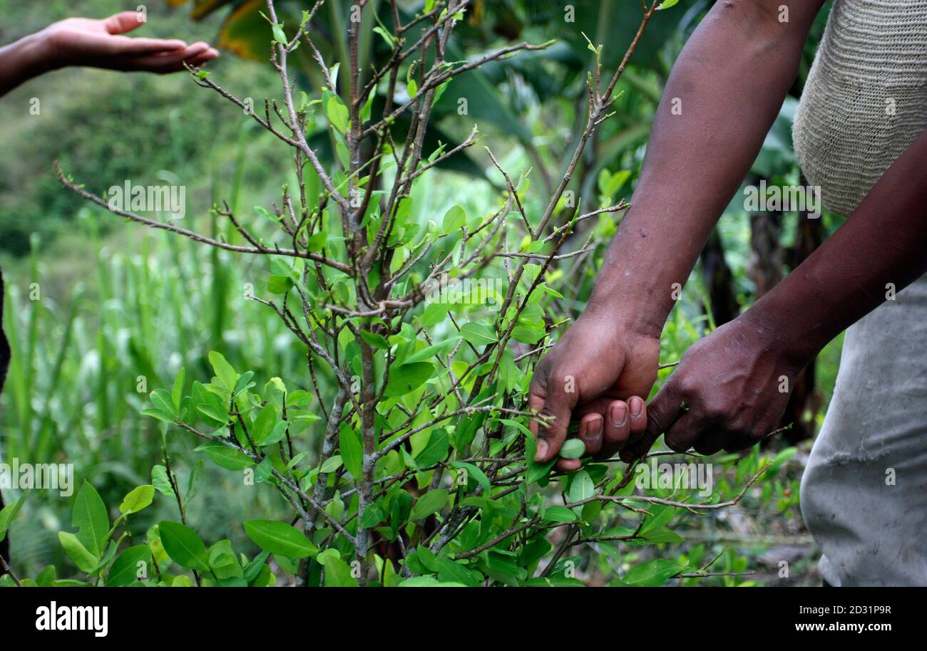 Coca leaf colombia hires stock photography and images Alamy