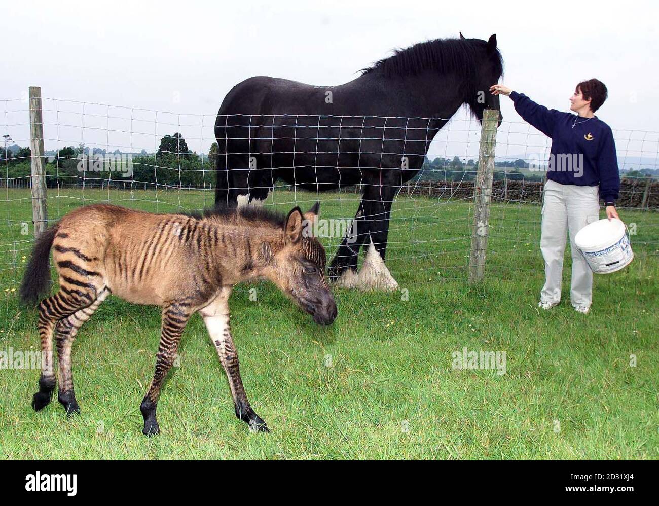 Is meeting a shire horse caroon and owner hires stock photography and