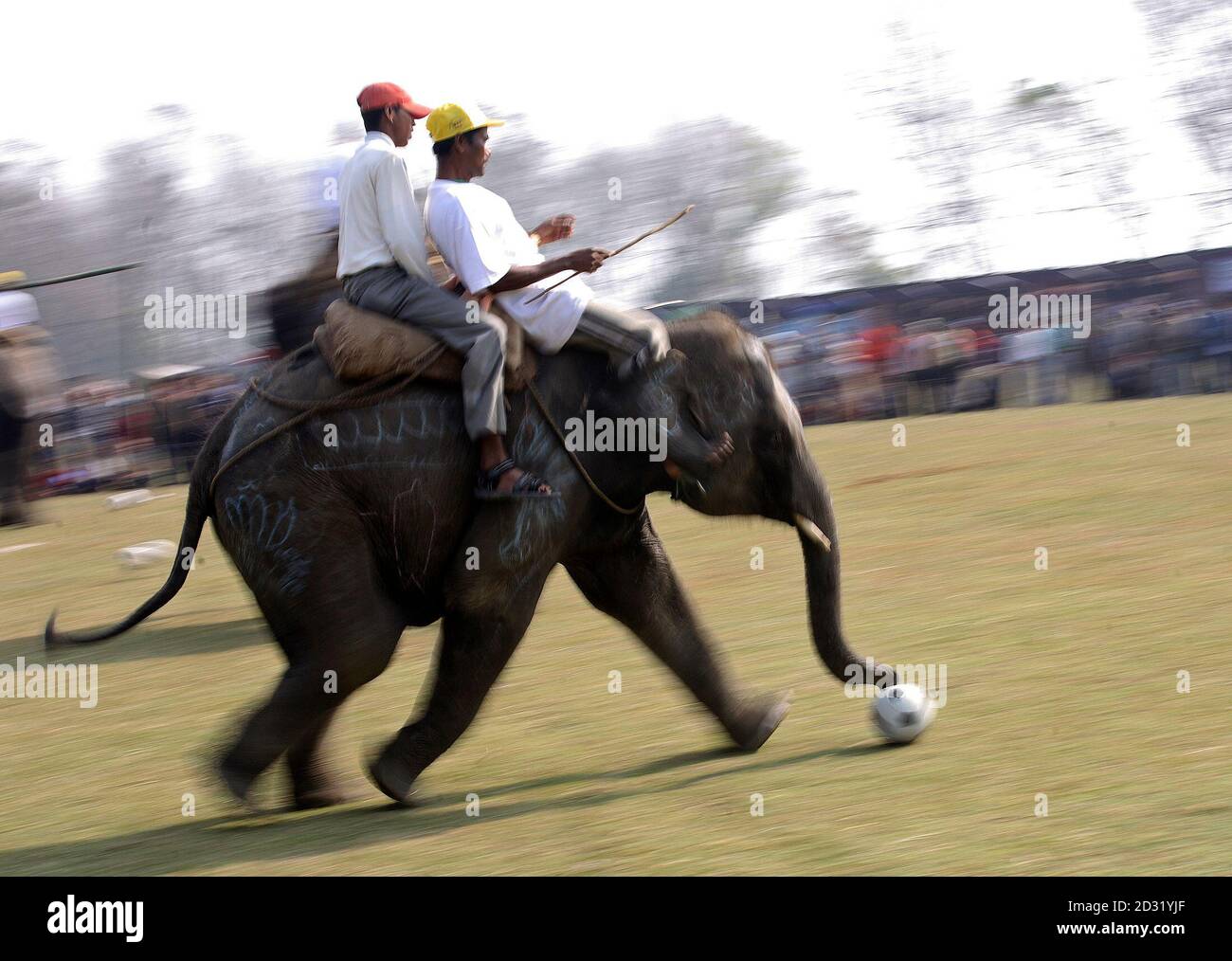 Nepal elephant competition hires stock photography and images Alamy