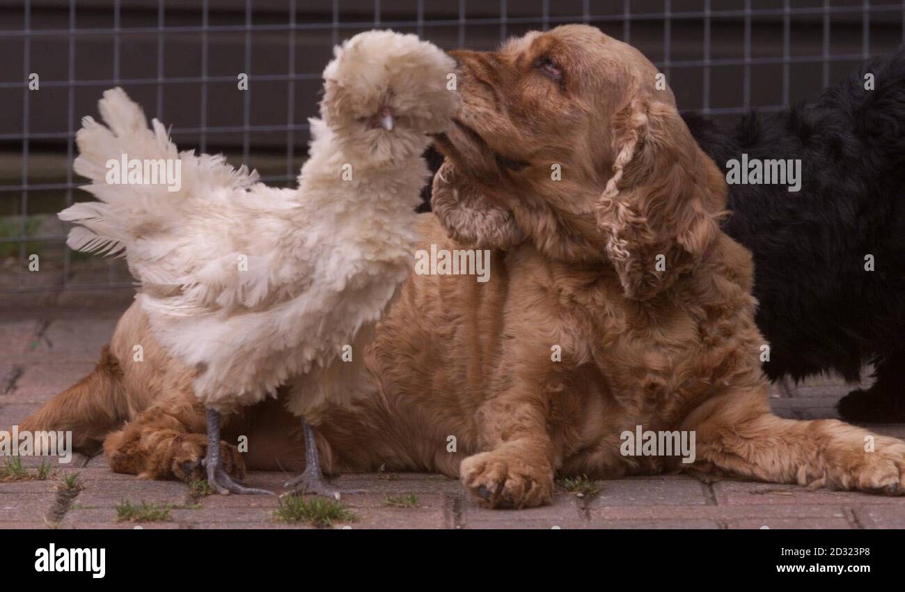 Miss Millie, a four-year-old rare Frizzled Polish hen, which crows at dawn  and struts around the farmyard like a proud male, with the family dogs.  This was after her mate and all