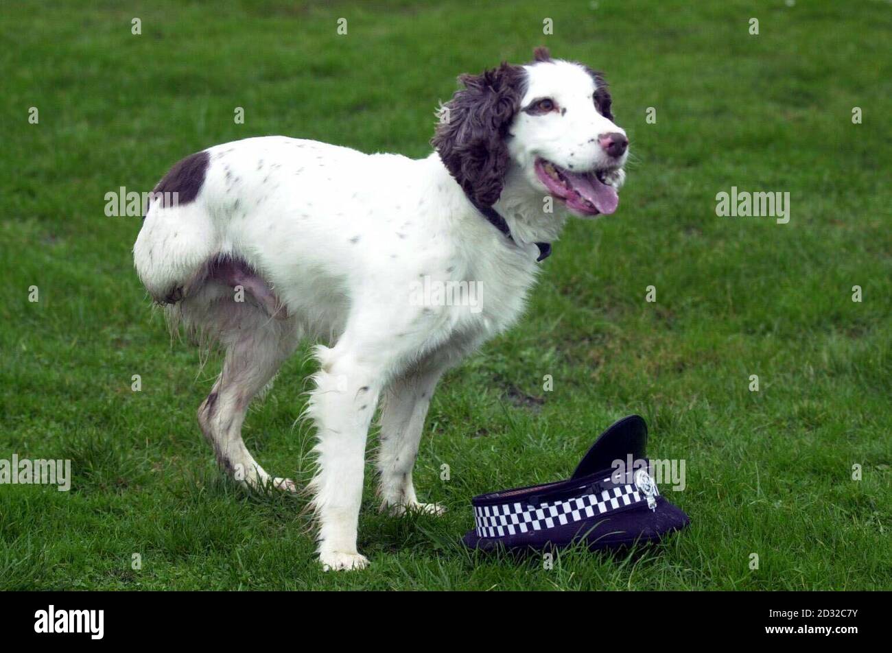 'Snoopy' the police sniffer dog is back in action, following a leg amputation. The seven-year-old English springer spaniel had to have an arthritic infected leg removed before Christmas, but has now made a full recovery and is back in service.  *   with the Wiltshire Police Force, based at the dog section in Devizes. Stock Photo