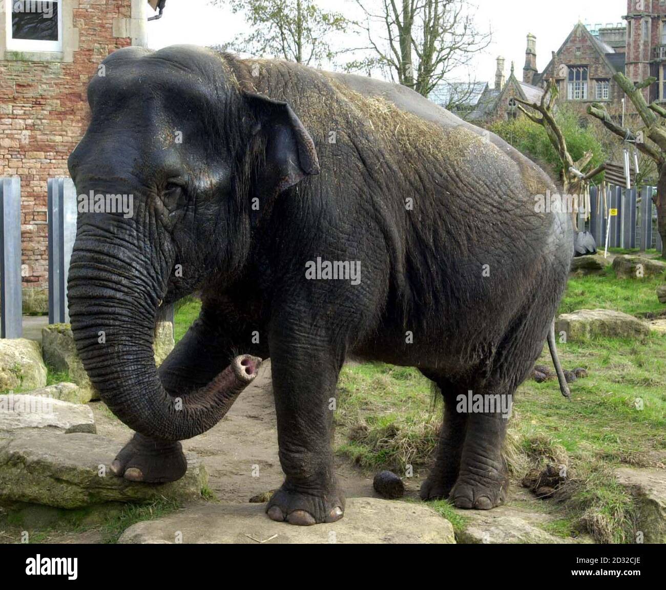 Wendy, a 42-year-old elephant at Bristol Zoo who gets a regular daily spraying of moisturising cream that helps her condition, diagnosed as Hyperkeratosis, which causes dry, rough skin and eczema. * After her skin improved enormously, manufacturers Stiefel has offered to supply Bristol Zoo with enough of the cream to last the Asian elephant the rest of her life - which could be up to another 30 years. Stock Photo