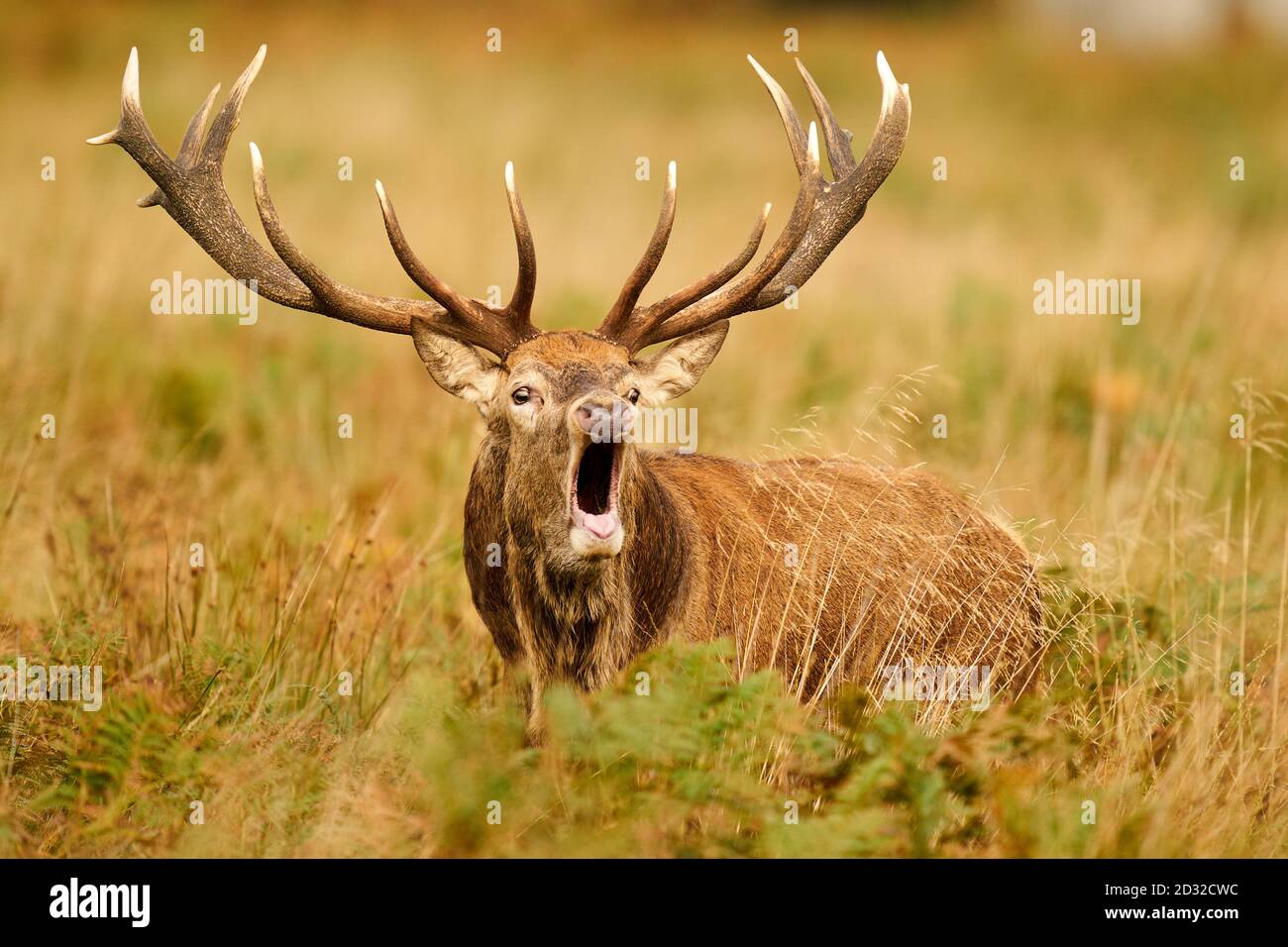 Deer in rutting season in Richmond Park, London Stock Photo - Alamy