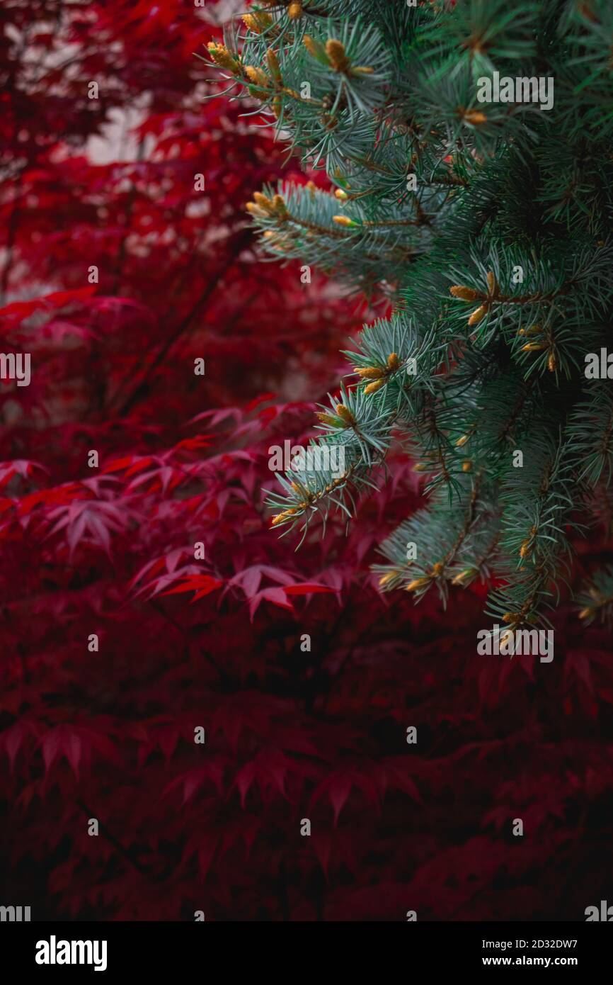 Pine branches with red tree in the background, layout photo Stock Photo