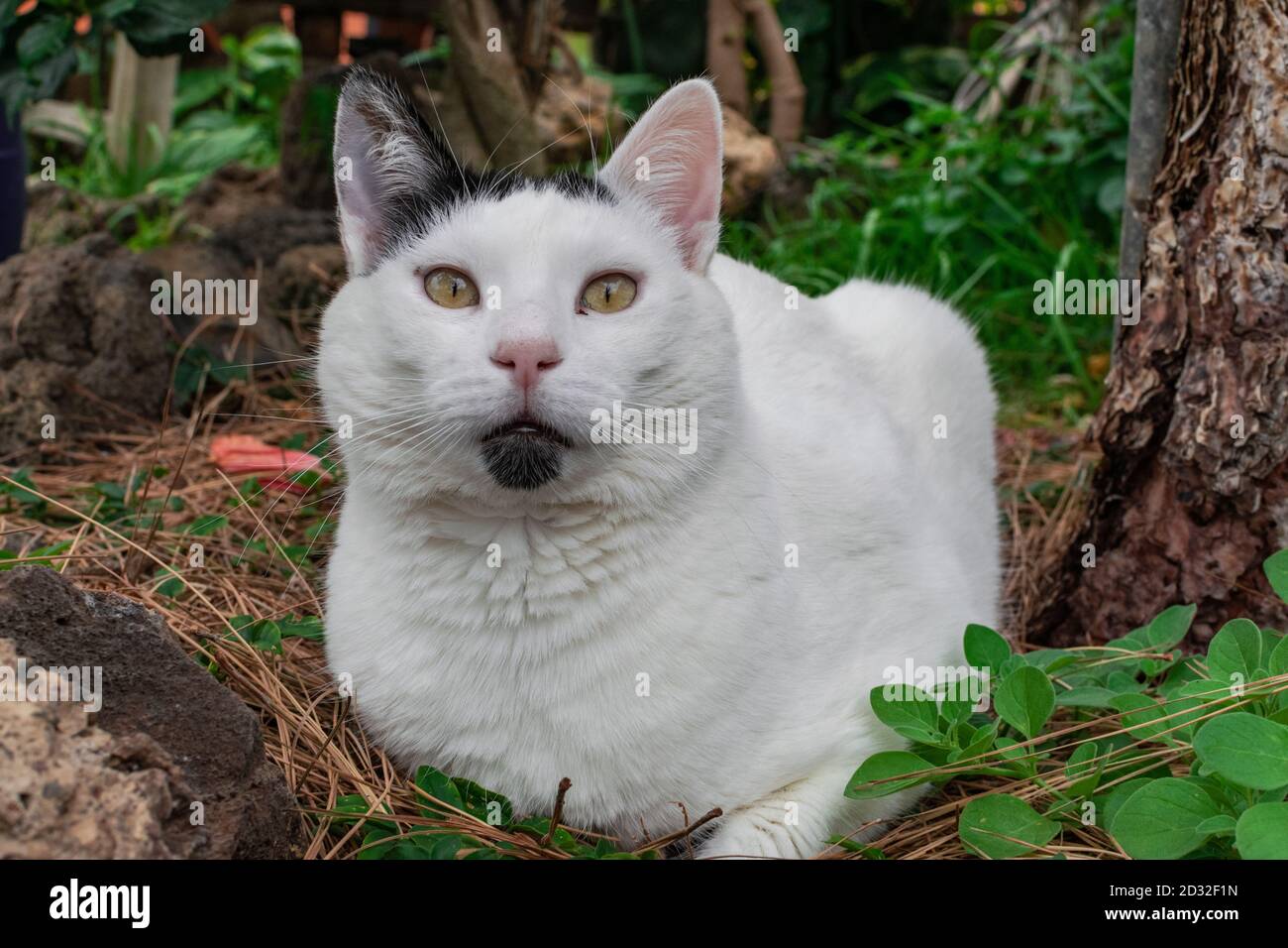 Kitten in black and white spots hi-res stock photography and images - Alamy