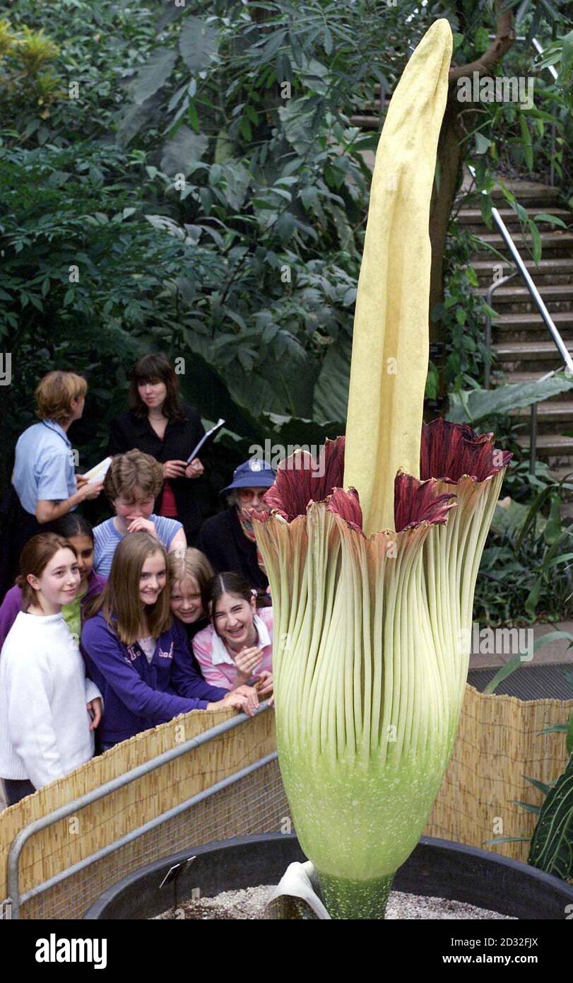 Girls from Wimbledon High School visiting the Royal Botanic Gardens at Kew in west London, take in the sight of what is claimed to be the world's largest - and smelliest - flower.    *The Amorphophallus titanum grows in the rainforests of the Sumatra and takes several years to reach maturity.  Experts at Kew have carefully nurtured this one for several years before it started to bloom a few days ago and it has now unfurled to reveal its blood red interior - and produce an aroma that is a mixture of rotting flesh and excrement. Stock Photo