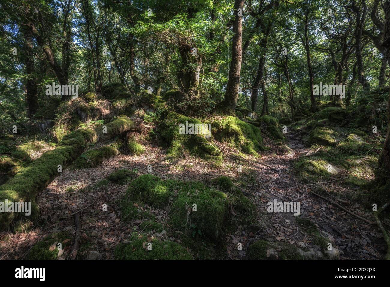 Ty Canol is a beautiful ancient woodland in the heart of Pembrokeshire,  Wales, Uk Stock Photo