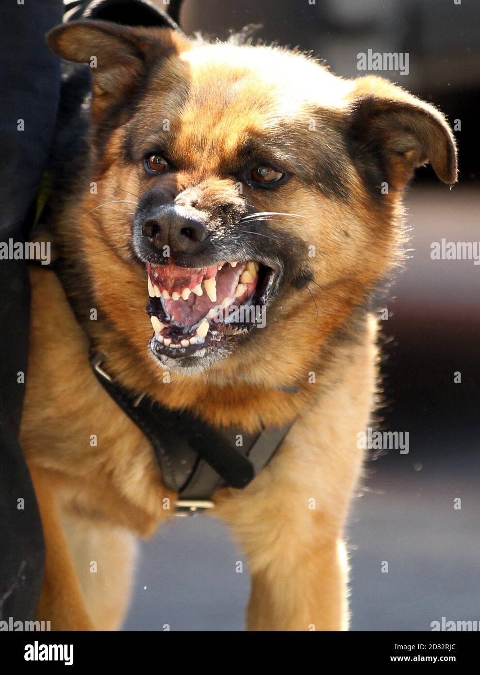 A police dog barking during a demonstration on Whitehall in London. Stock Photo