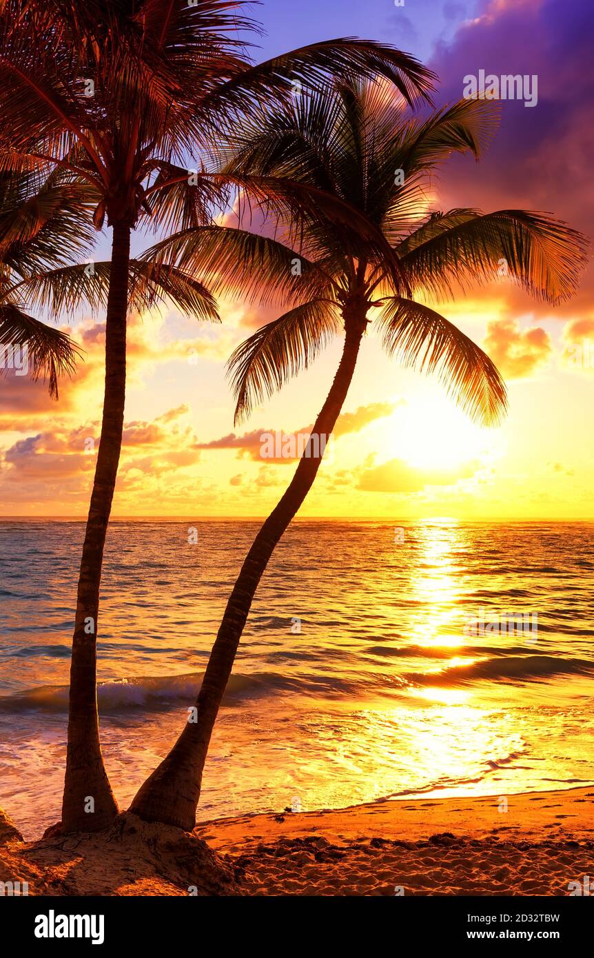 Coconut palm trees against colorful sunset Stock Photo - Alamy