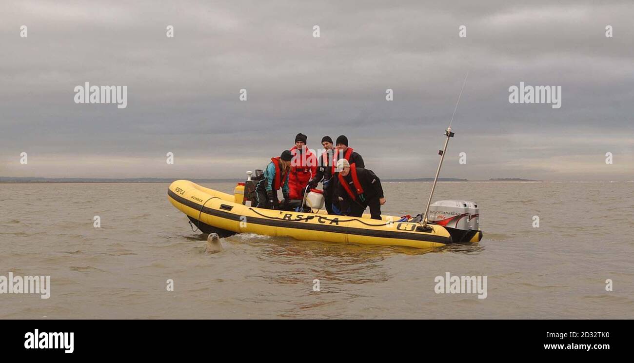 A team of RSPCA vets on board a rigidhull inflatible boat, watch as a young Seal pup is put back into its natural environment off the North Norfolk coast, after a few short spell at the RSPCA animal hospital at West Winch in Norfolk. *  The pup was one of three who had caught a virus, and needed time at the vets help to get their health back, before returning to the Seal colony at Blakeney Point, Norfolk. Stock Photo