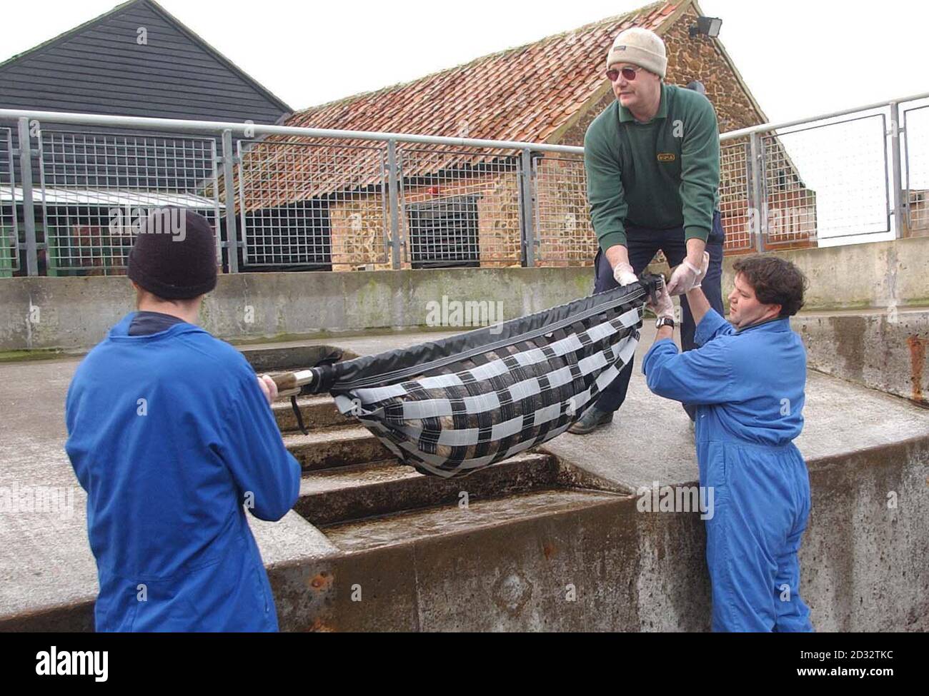 A team of three RSPCA workers carry a young seal pup secured in a stretcher, before helping to reintroduce it back into its natural environment off the North Norfolk coast, after a short spell at the RSPCA animal hospital at West Winch in Norfolk. *  The pup was one of three who had caught a virus, and needed time at the vets help to get its health back, before returning to the Seal colony at Blakeney Point, Norfolk. Stock Photo