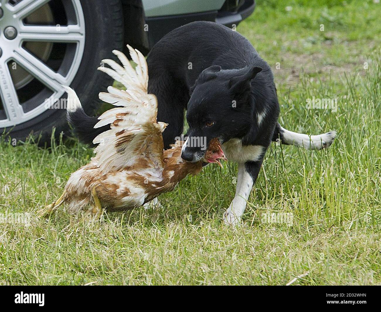 do border collies get along with chickens