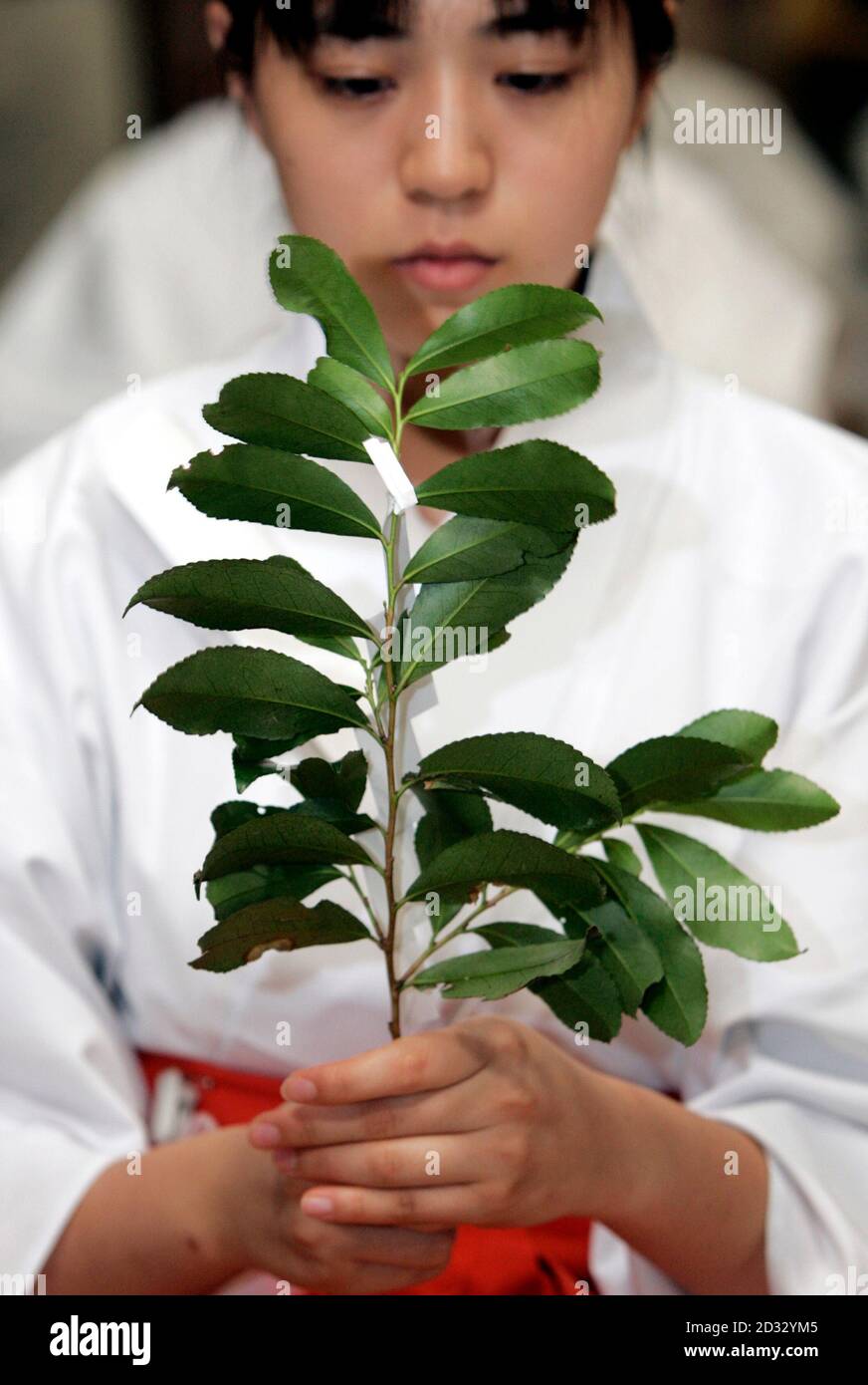 Sakaki tree hi-res stock photography and images - Alamy