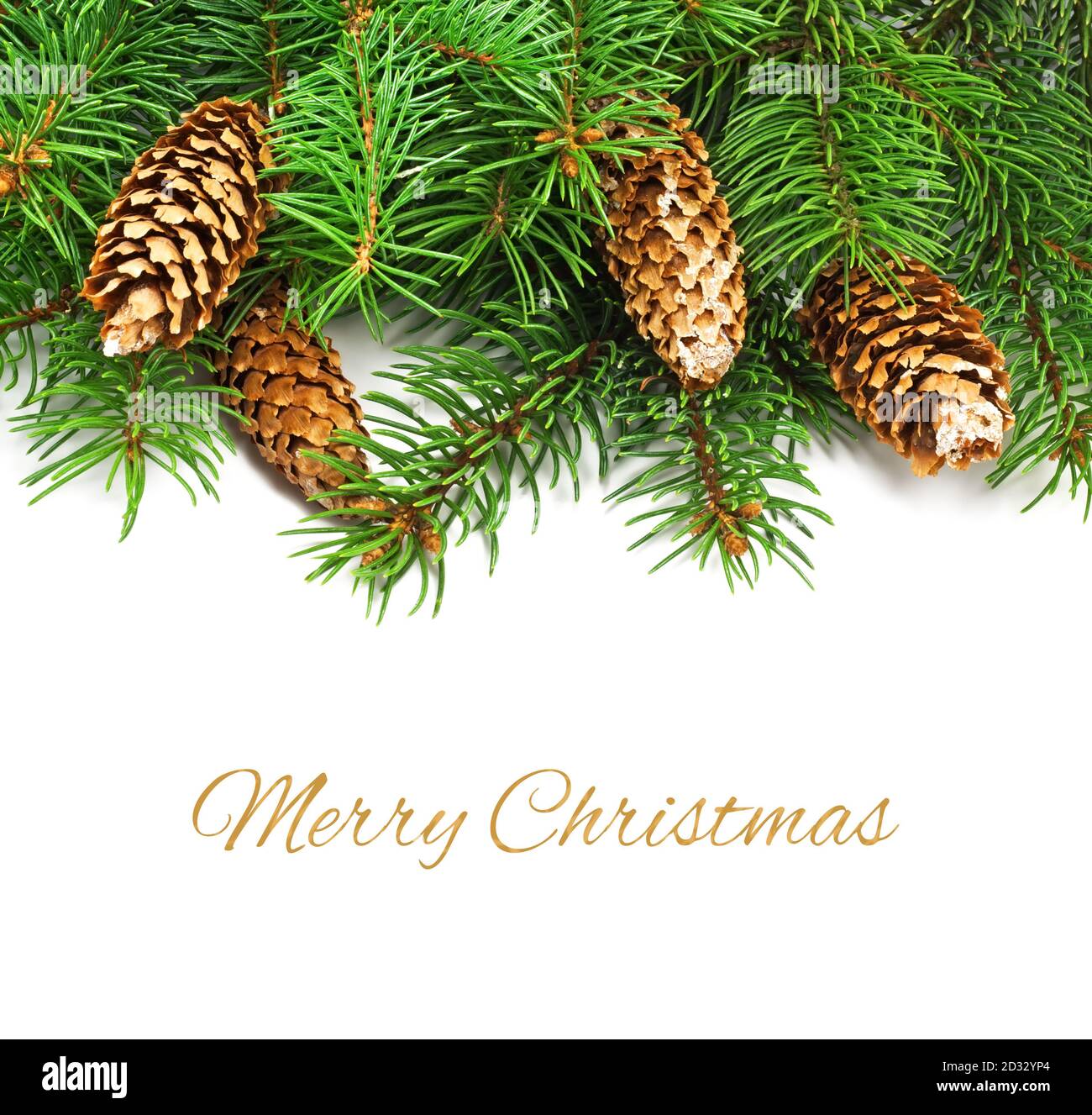 Branch of Christmas tree and cones on white background Stock Photo - Alamy