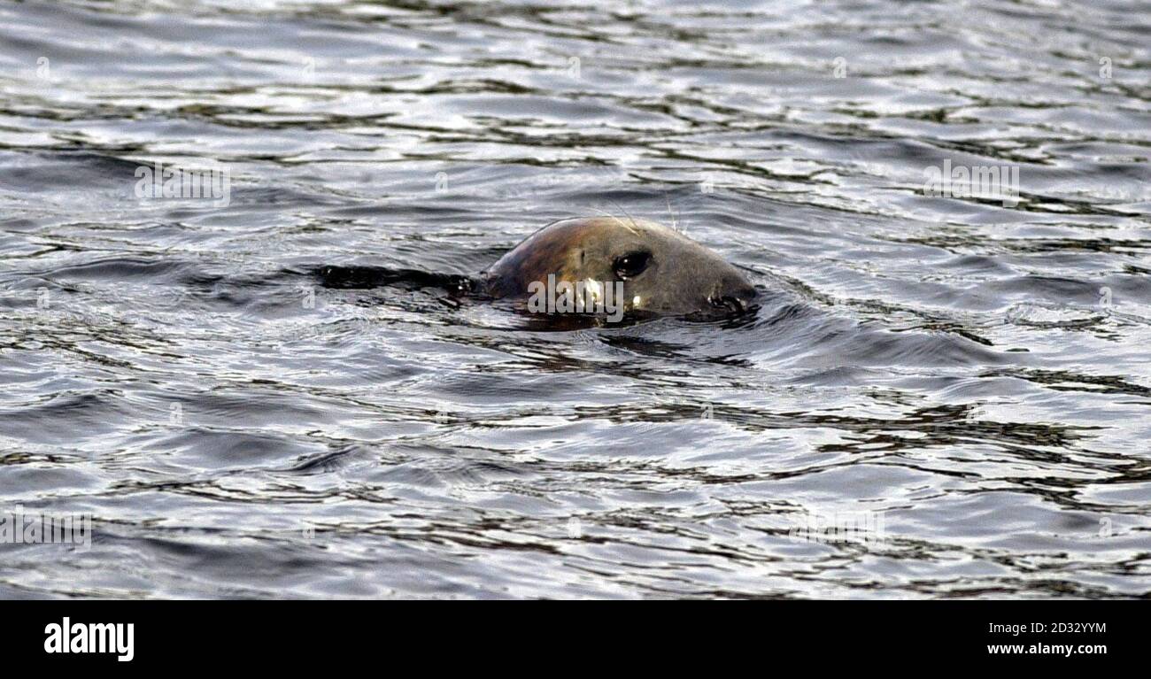 Two Year Old Grey Seal Nicknamed Andre In The River Leven Balloch West Dunbartonshire Where The Seal Has Been Exasperating Fishermen By Feasting On Salmon In The River Continued To Outwit Divers Attempting To