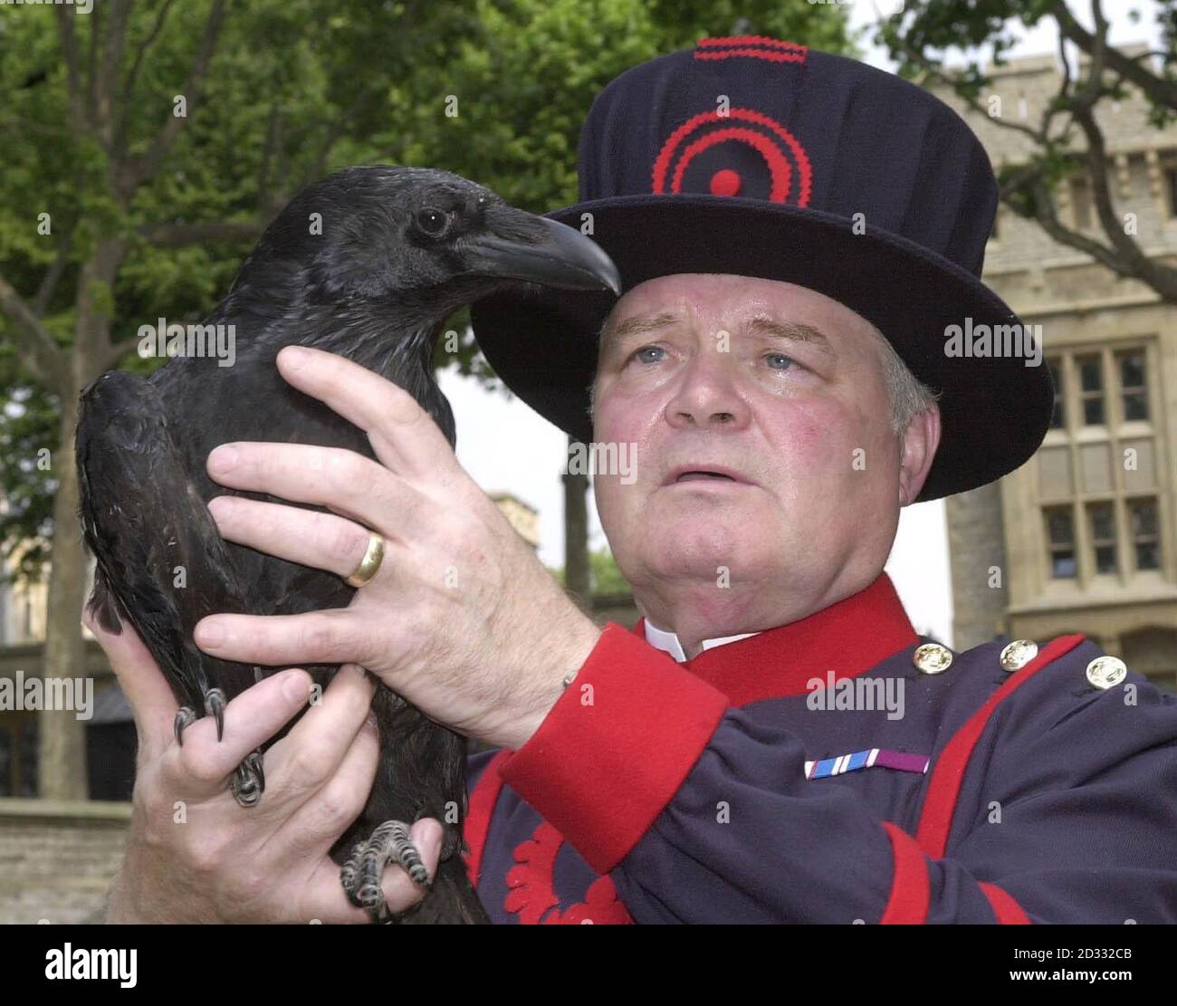 Tower of london baby raven hires stock photography and images Alamy
