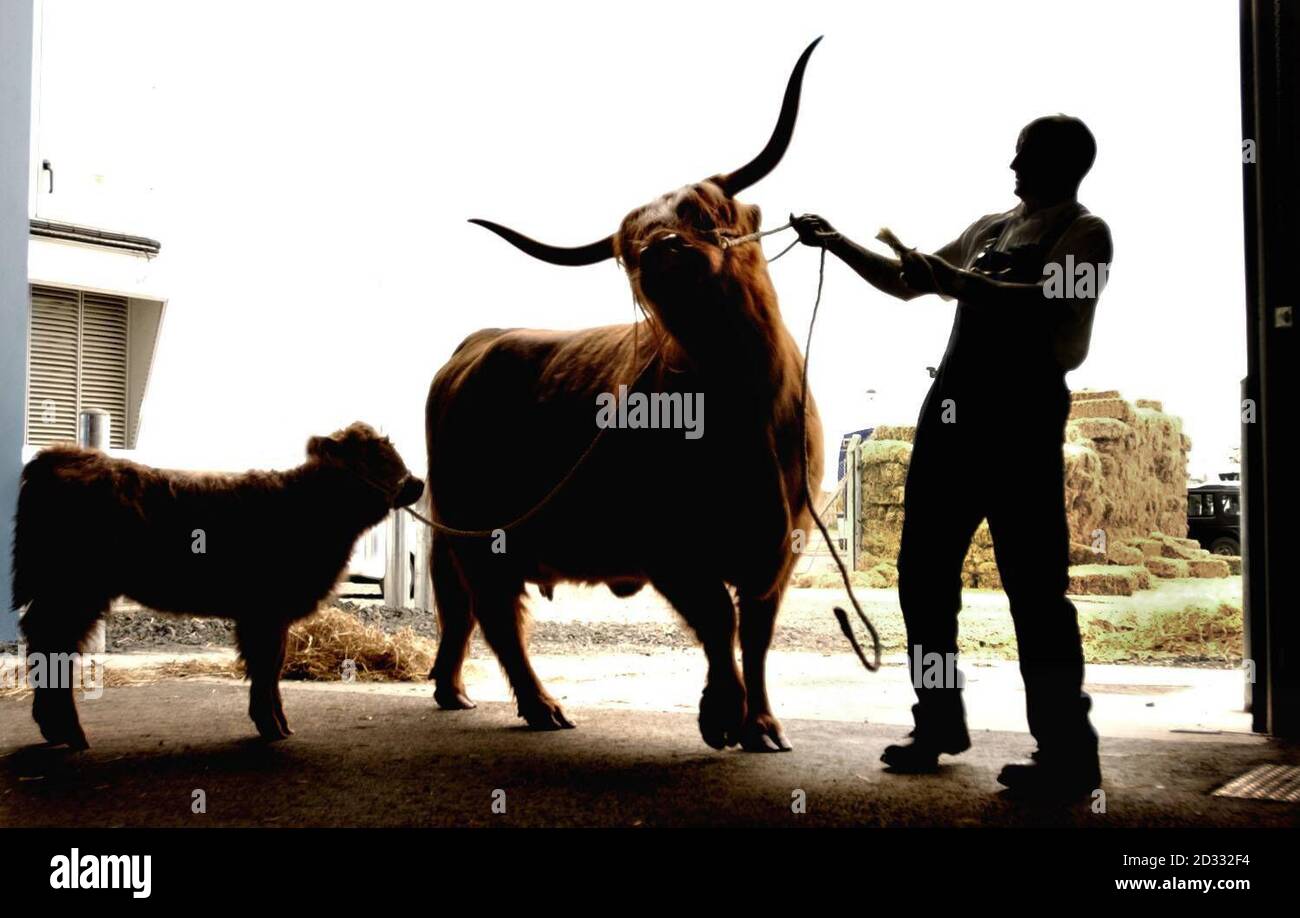 Highland cow silhouette hi-res stock photography and images - Alamy
