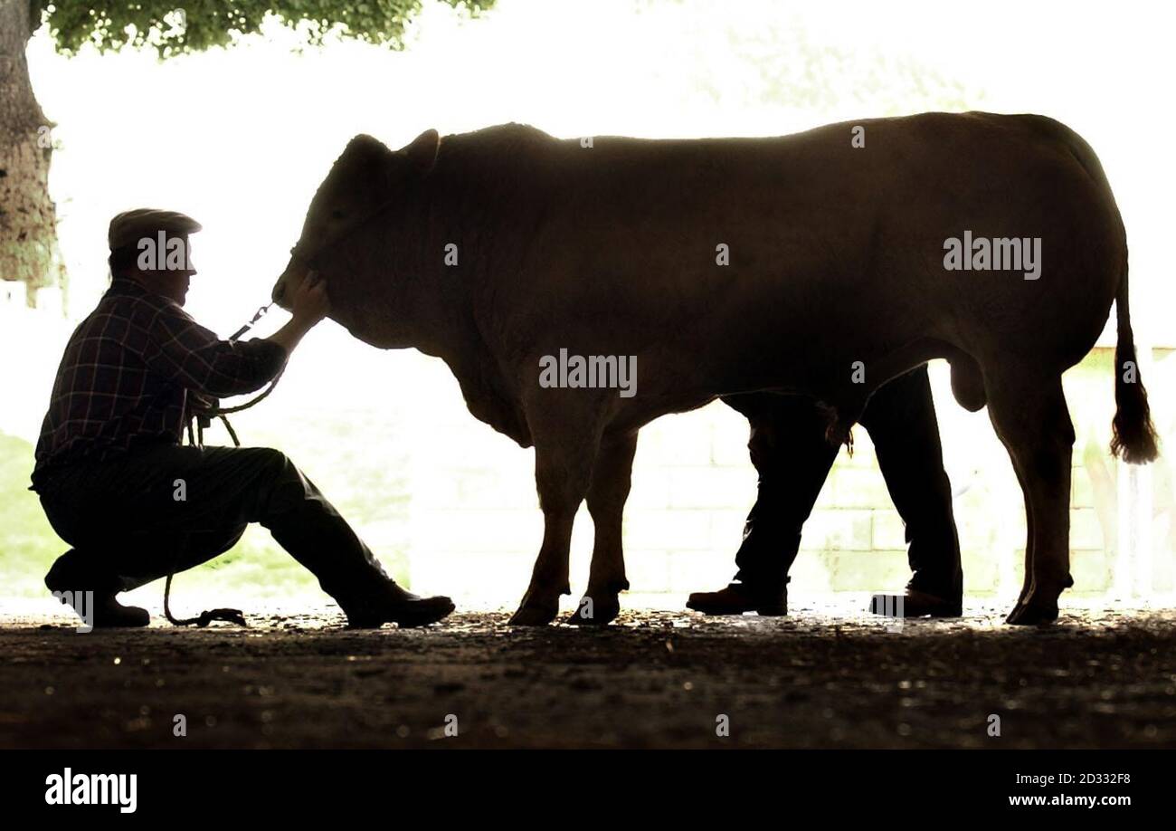 A harnessed cow at the Royal Highland show ground, Ingleston, near Edinburgh. Stock Photo