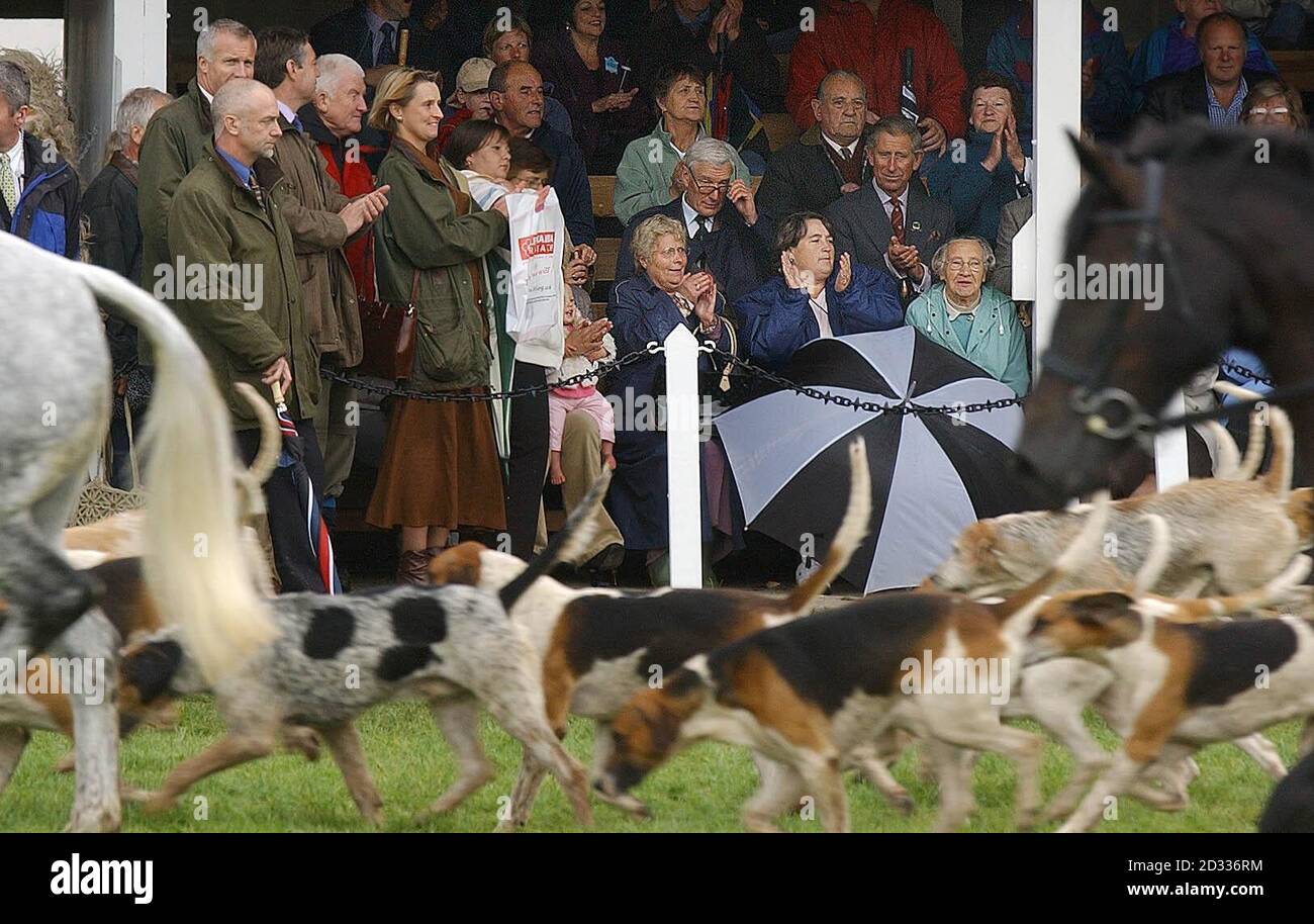 The Prince of Wales watches as the local hunts give a display with their hounds in the parade ring at the Nidderdale Country Show. Stock Photo