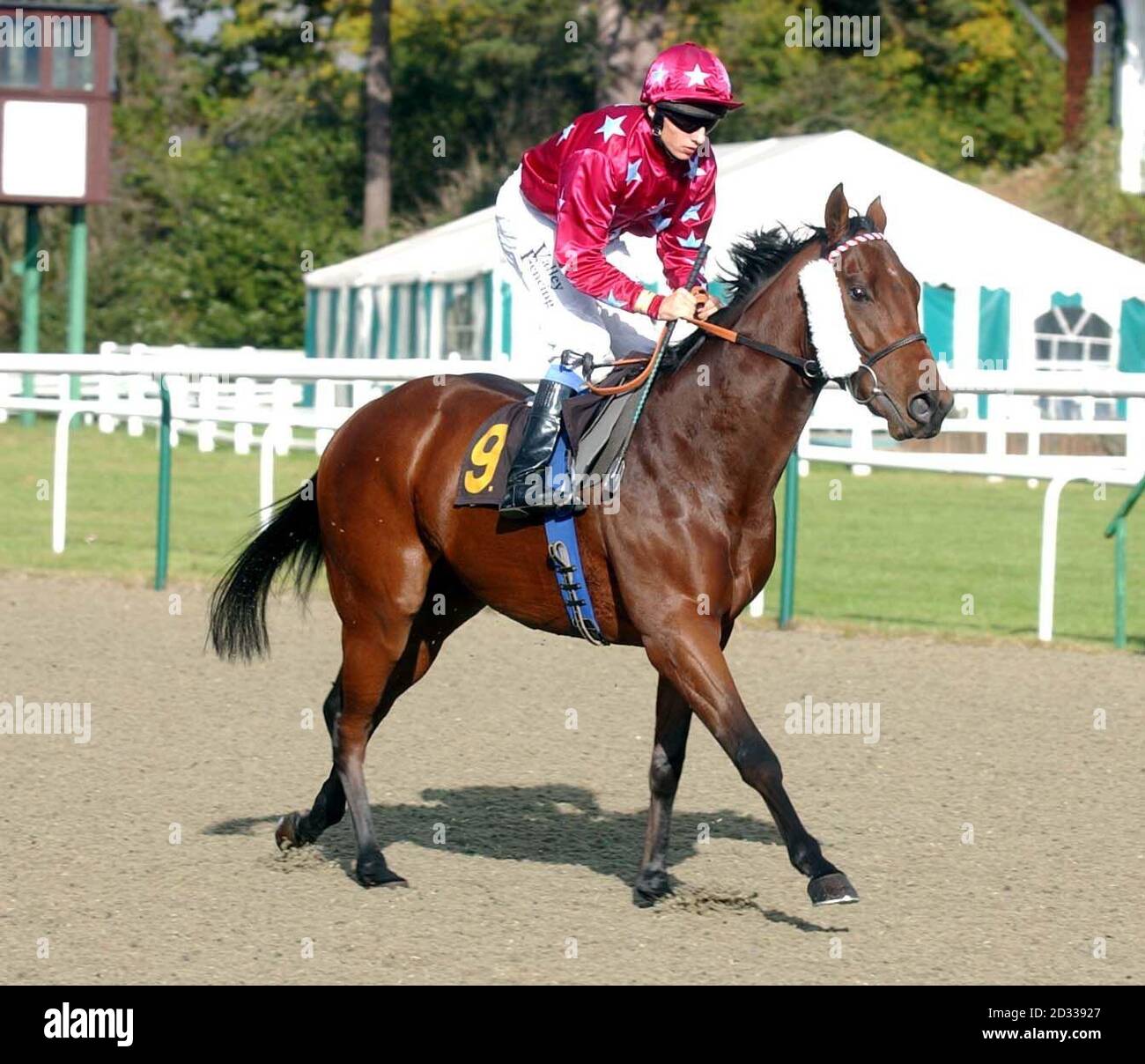 Davids Mark jockey Eddie Ahern, at Lingfield races Stock Photo - Alamy