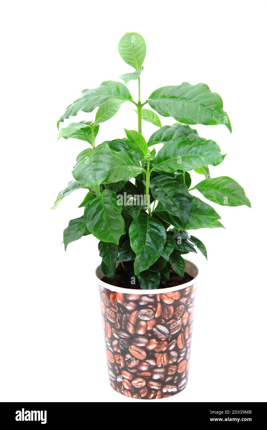 coffee plant isolated on the white background Stock Photo - Alamy