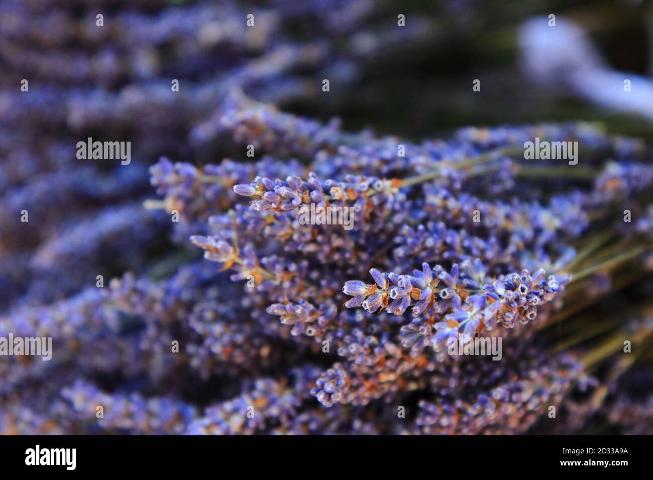 Fresh Violet detail of fresh violet levander as nice background Stock Photo - Alamy